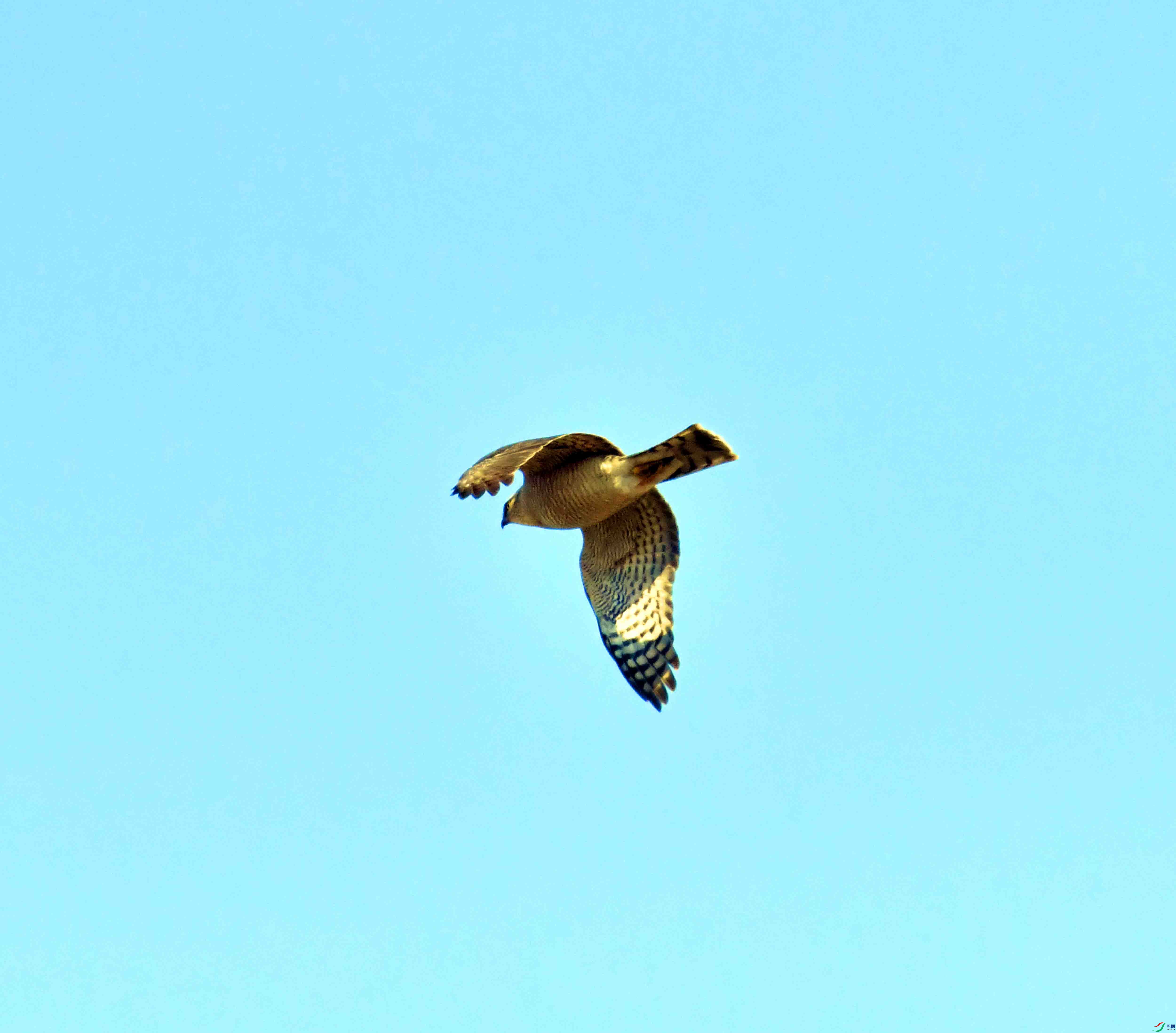 DSC_1022.JPG