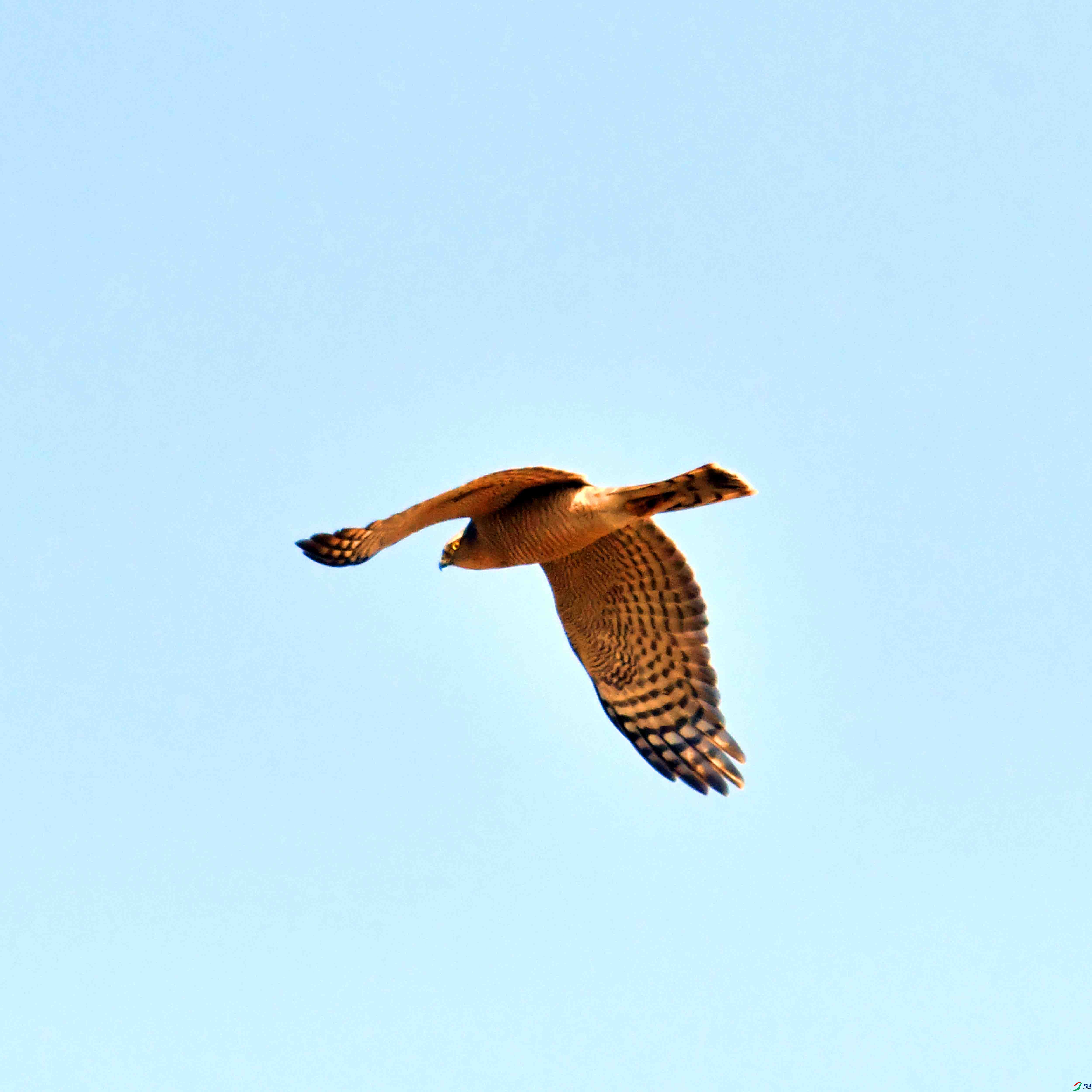 DSC_1020.JPG