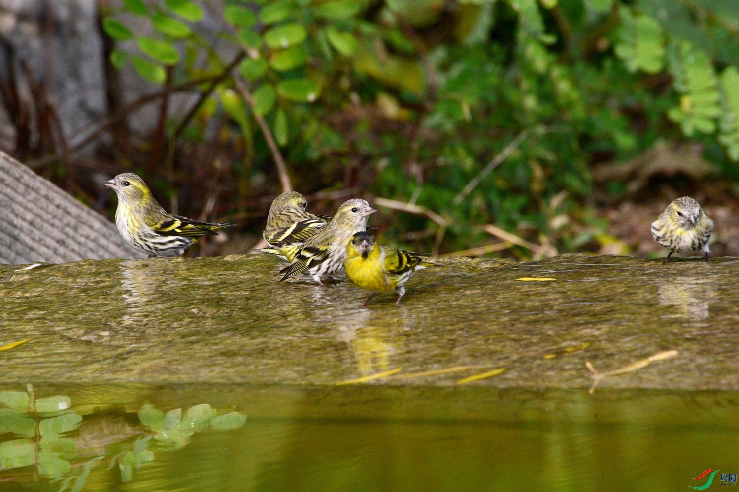 DSC_6240.JPG