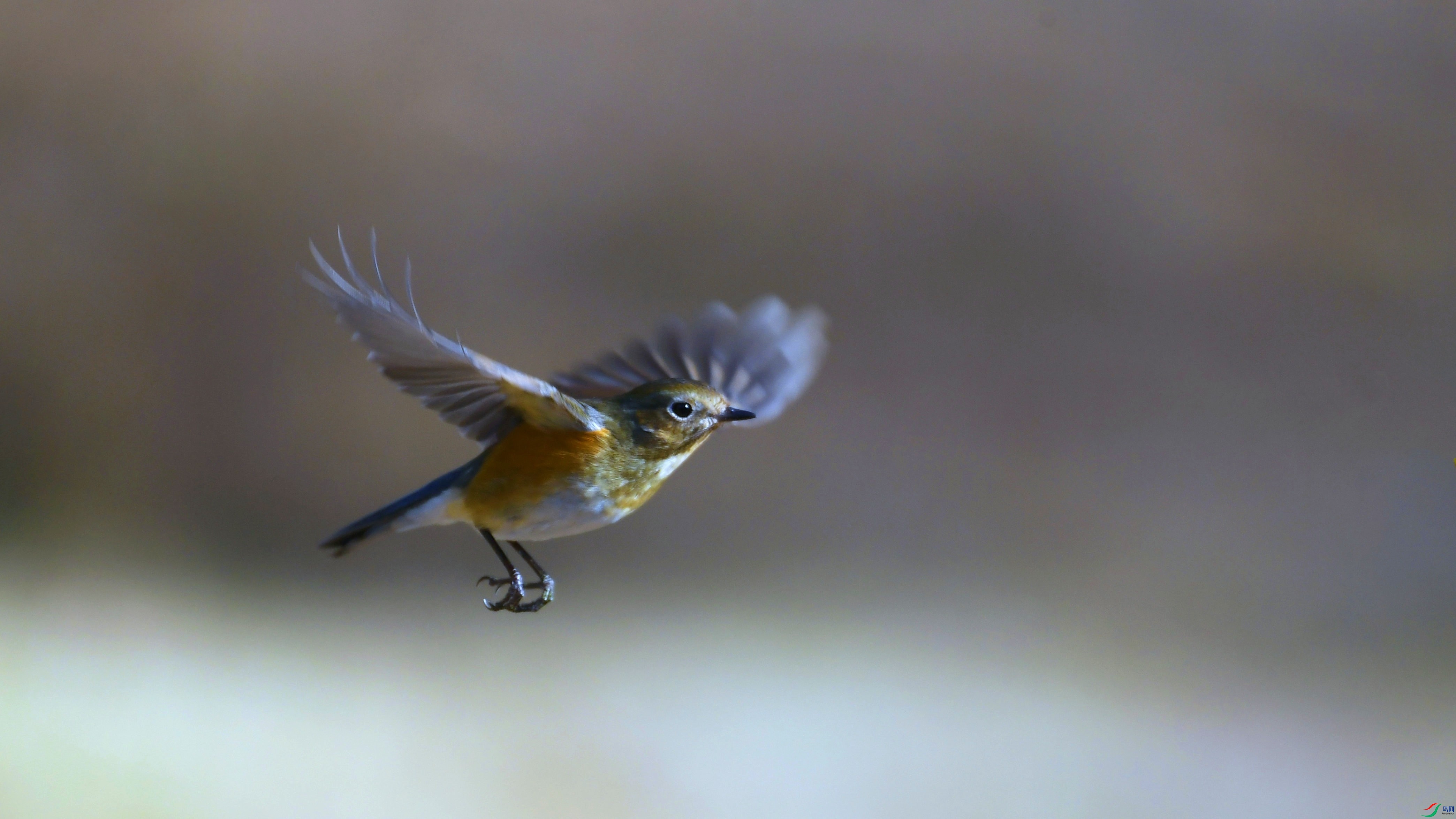 DSC_0973.JPG