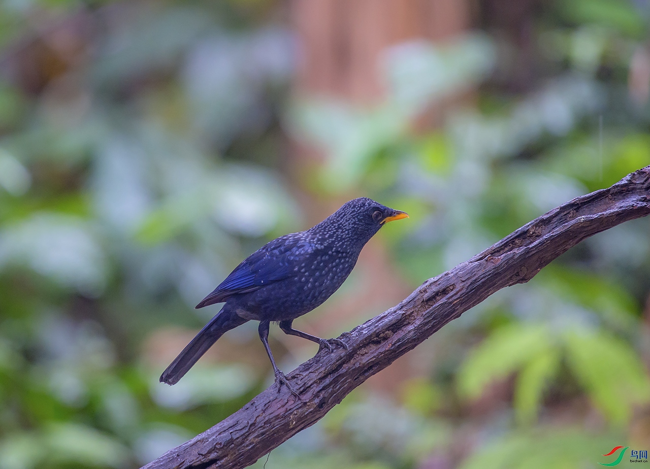 _DSC4650.jpg