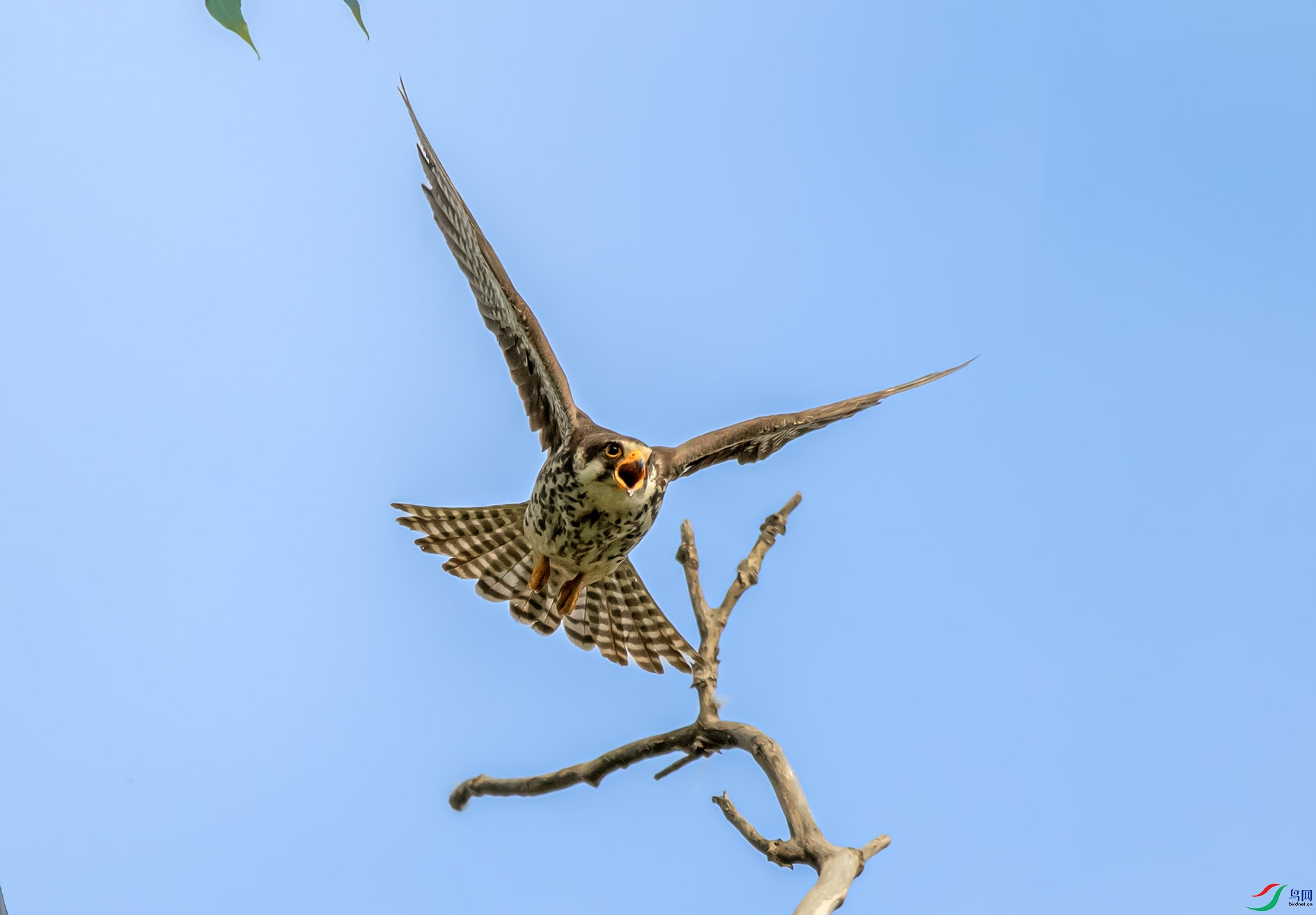 DSC_0021 ����.jpg