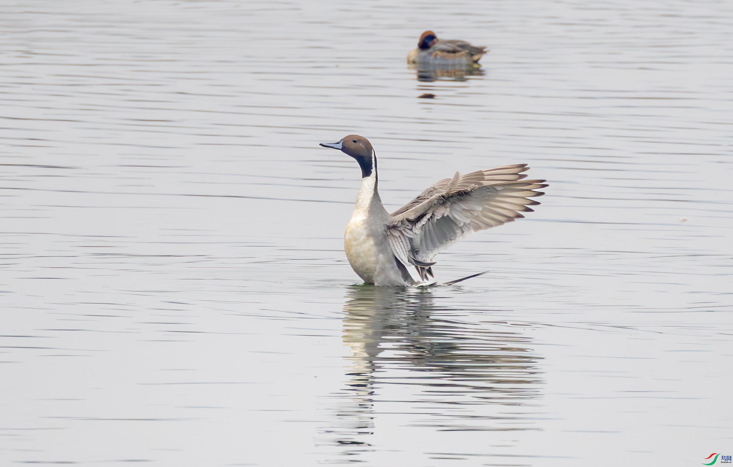 G47A9118-����ǿ-NR ����.jpg