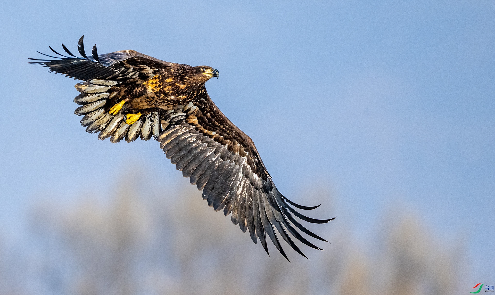 ��β�������