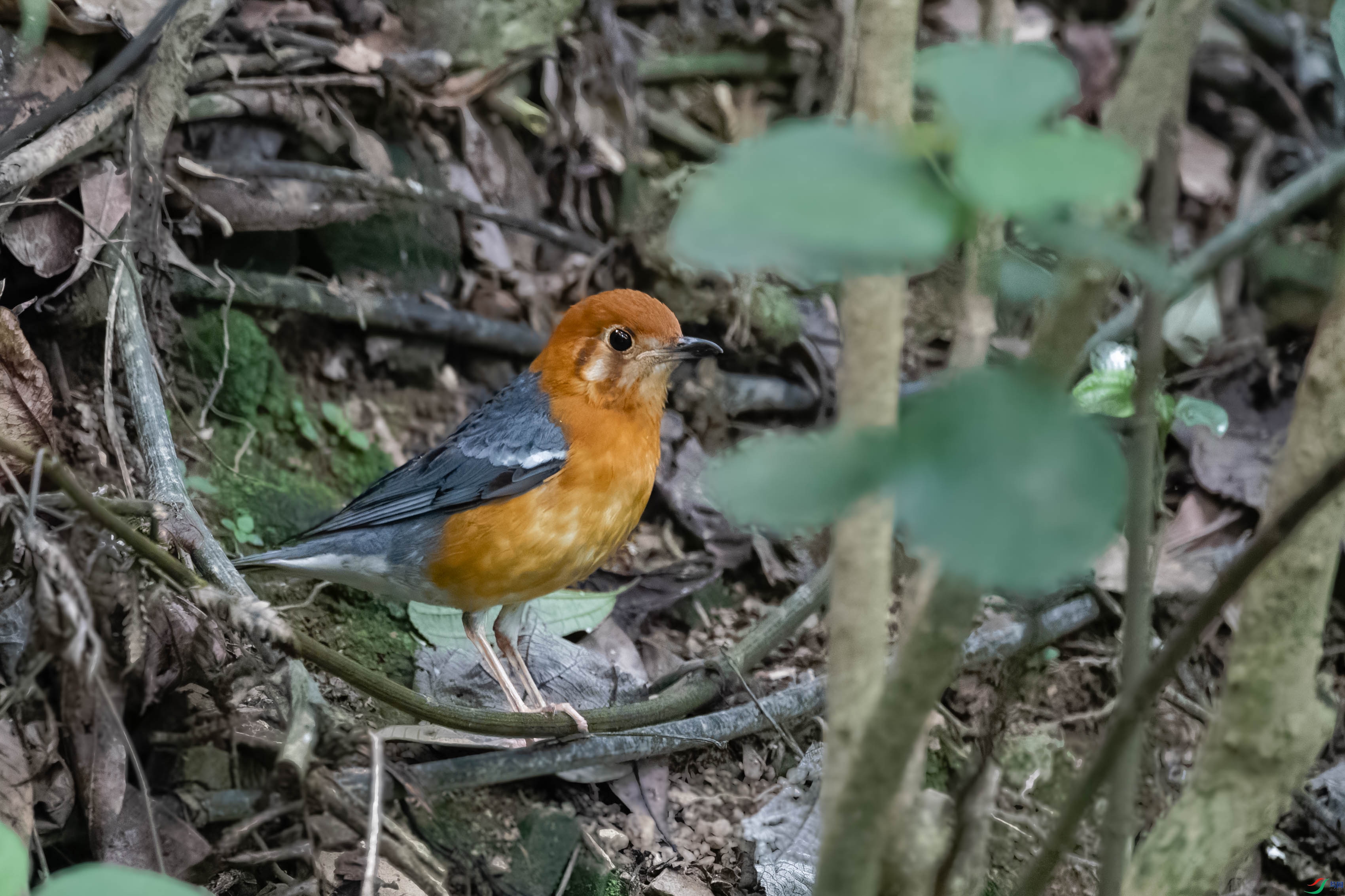 _DSC8684_DxO.jpg