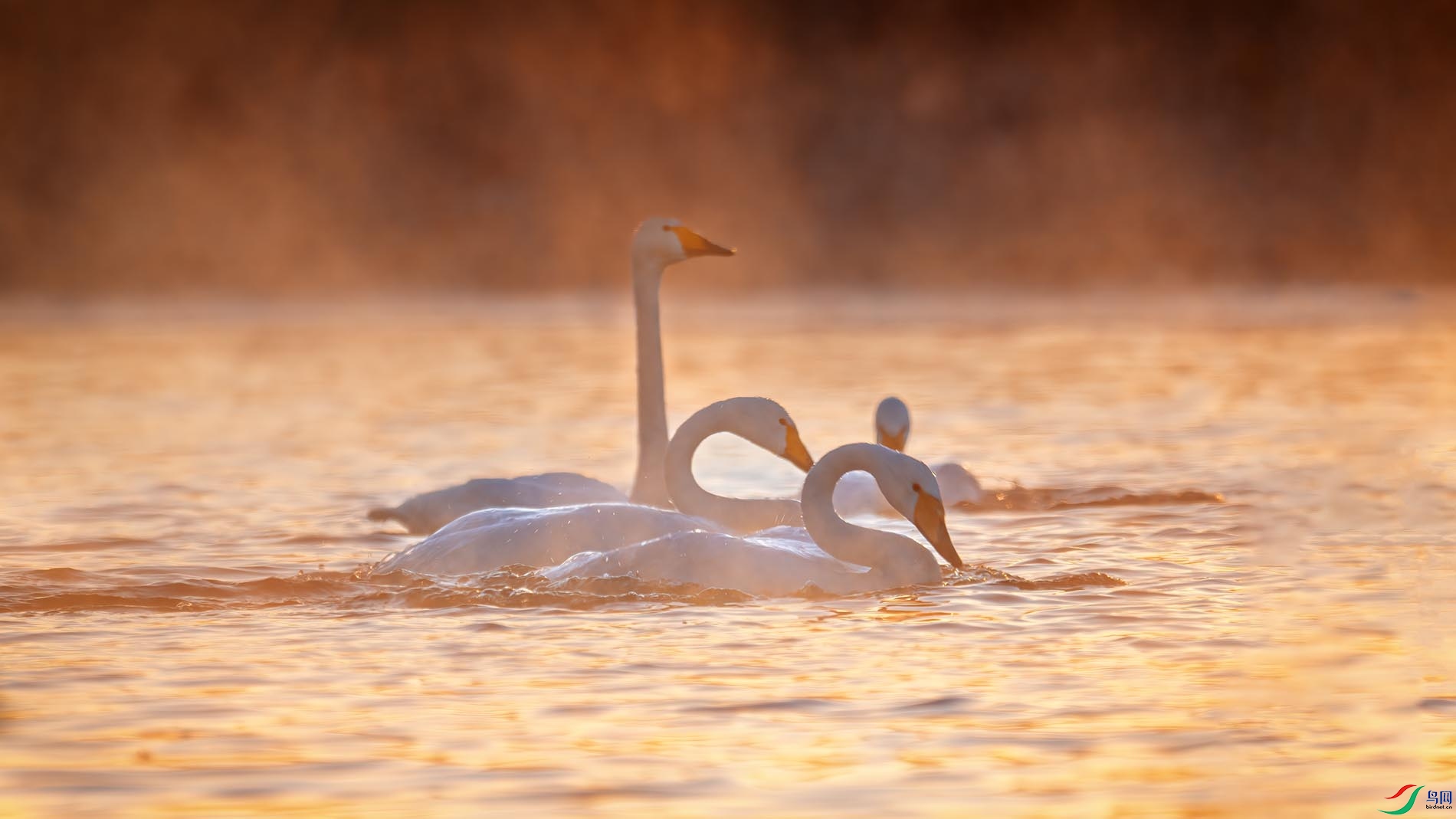 �����ҹ�