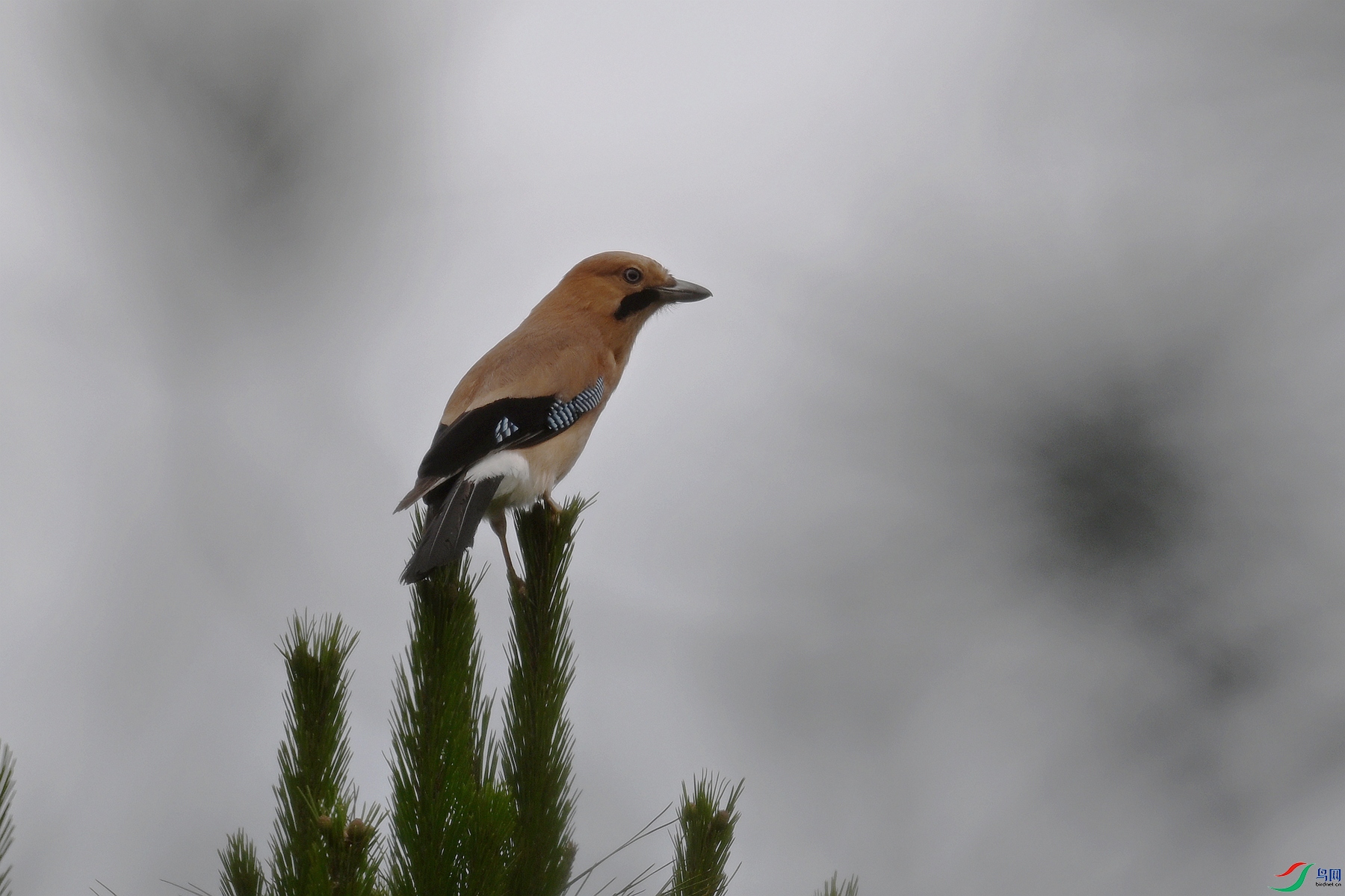DSC_9946.JPG