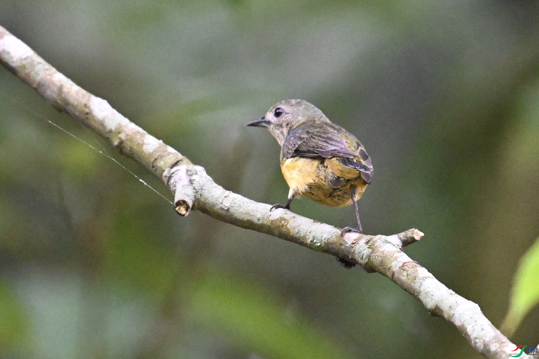 DSC_9929.JPG