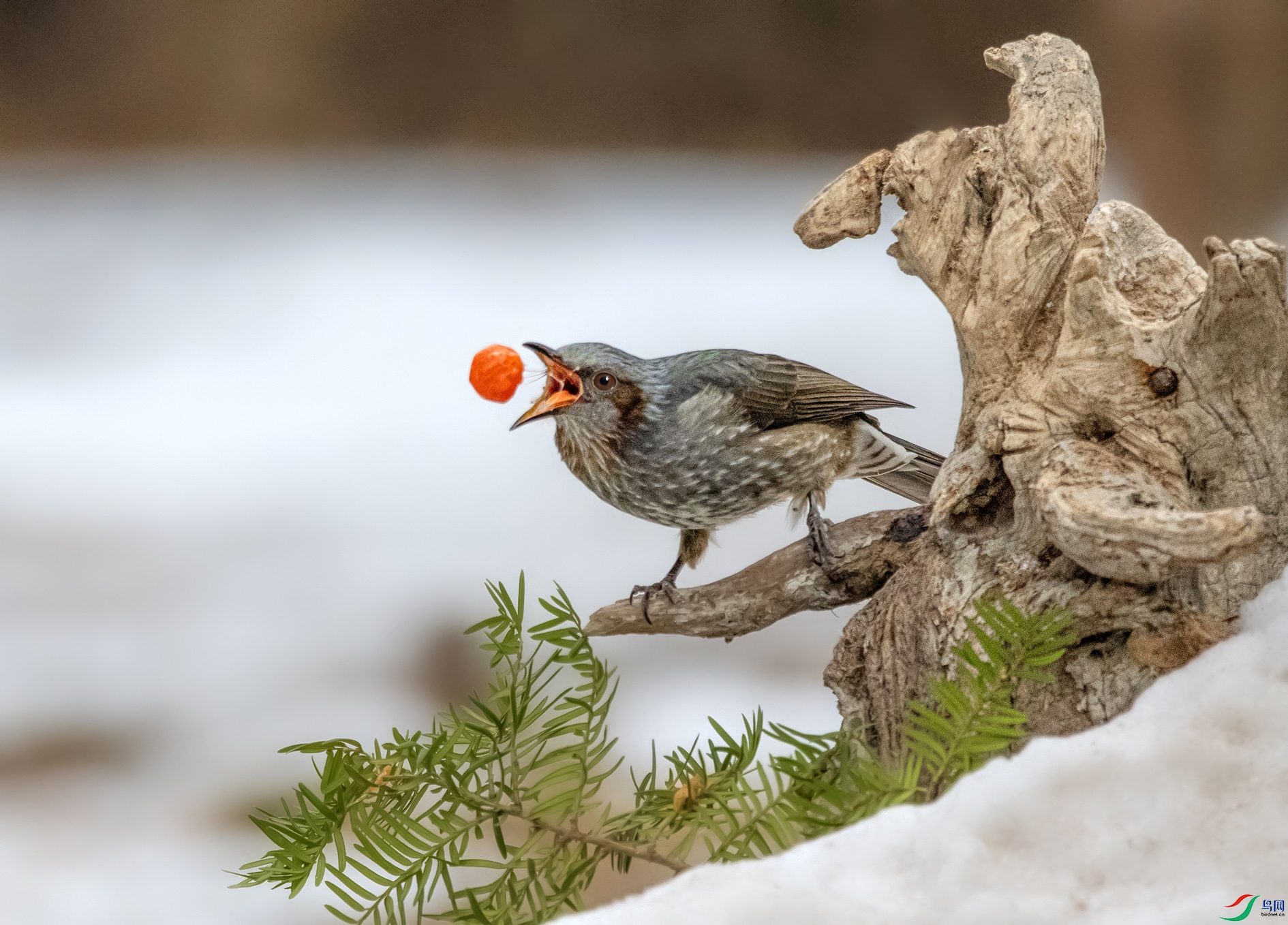 DSC_3623_��ͼ�� ����.jpg