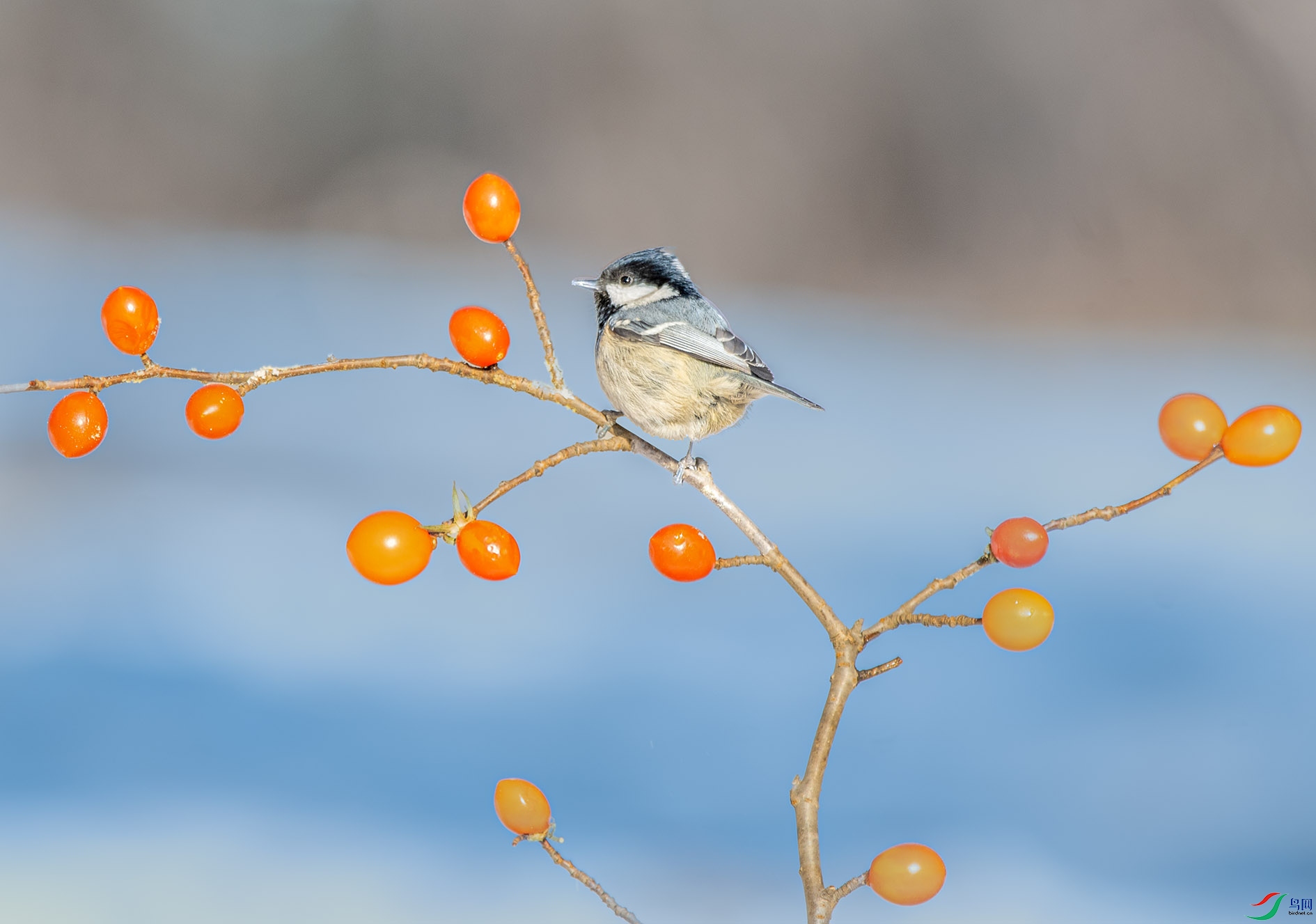 DSC_9992_��ͼ�� ����.jpg