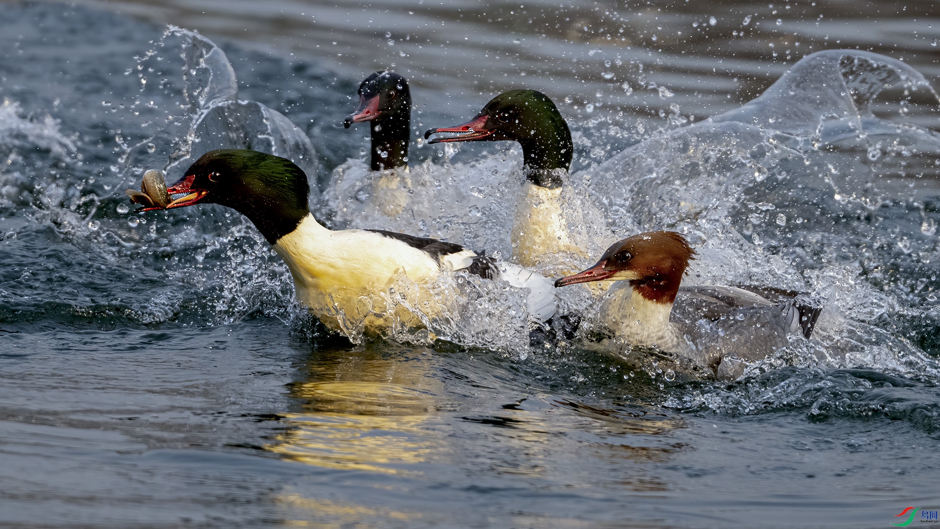 DSC_4203-.jpg