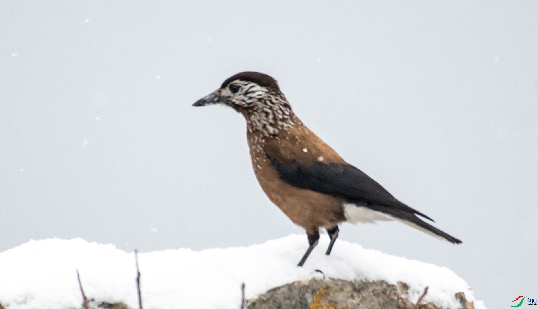 DSC_4911.jpg