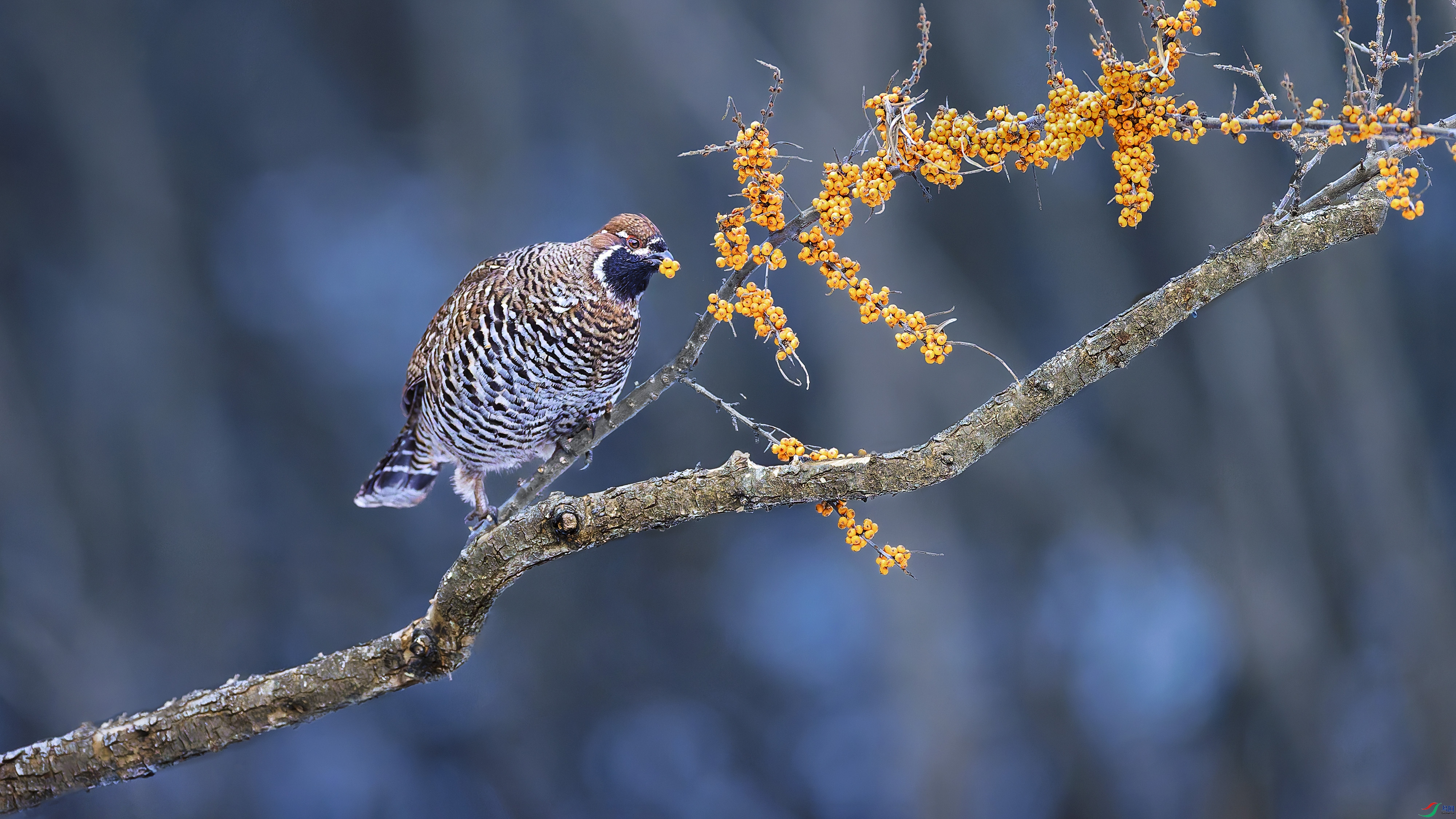 �������Ĺ���