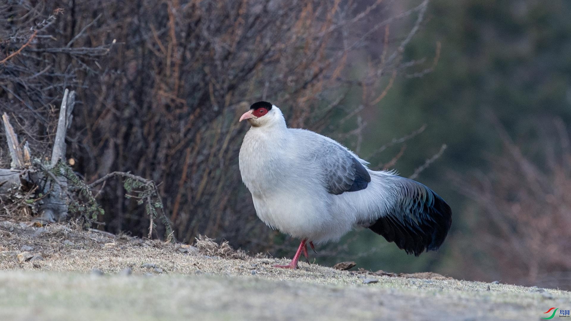 WGB_0989 ����.jpg