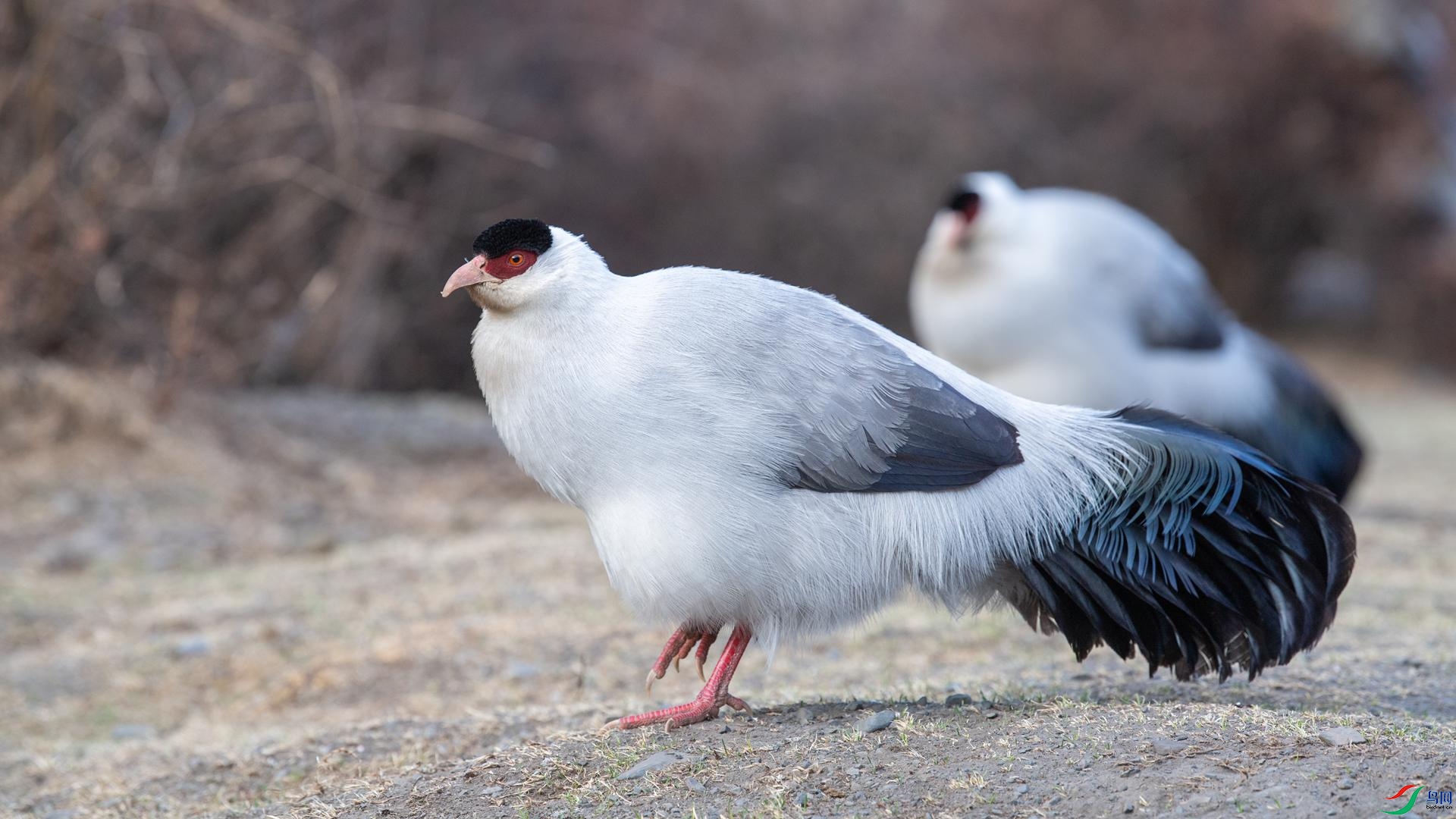 WGB_0993 ����.jpg