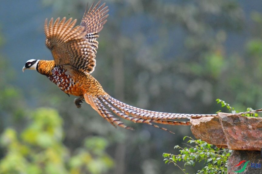 �׹ڳ�β��ͷ��������ڣ�����ʽ�����ƣ���β��ߺڰ����ĺ��ƣ��޳�Ʈ�ݣ������鶯�ֲ�ʧ������