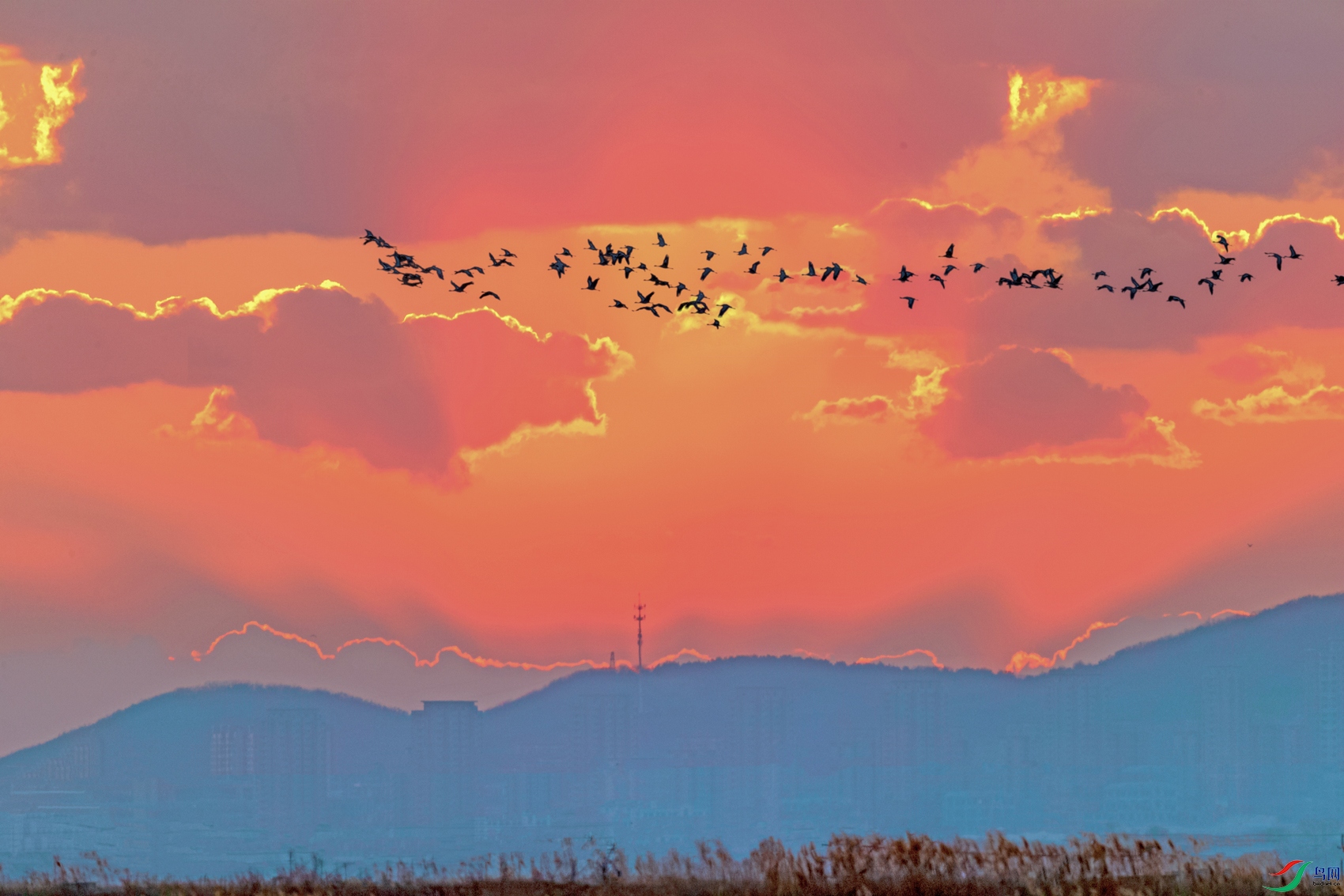 �Һ�----�׼�����Ǩ��æ