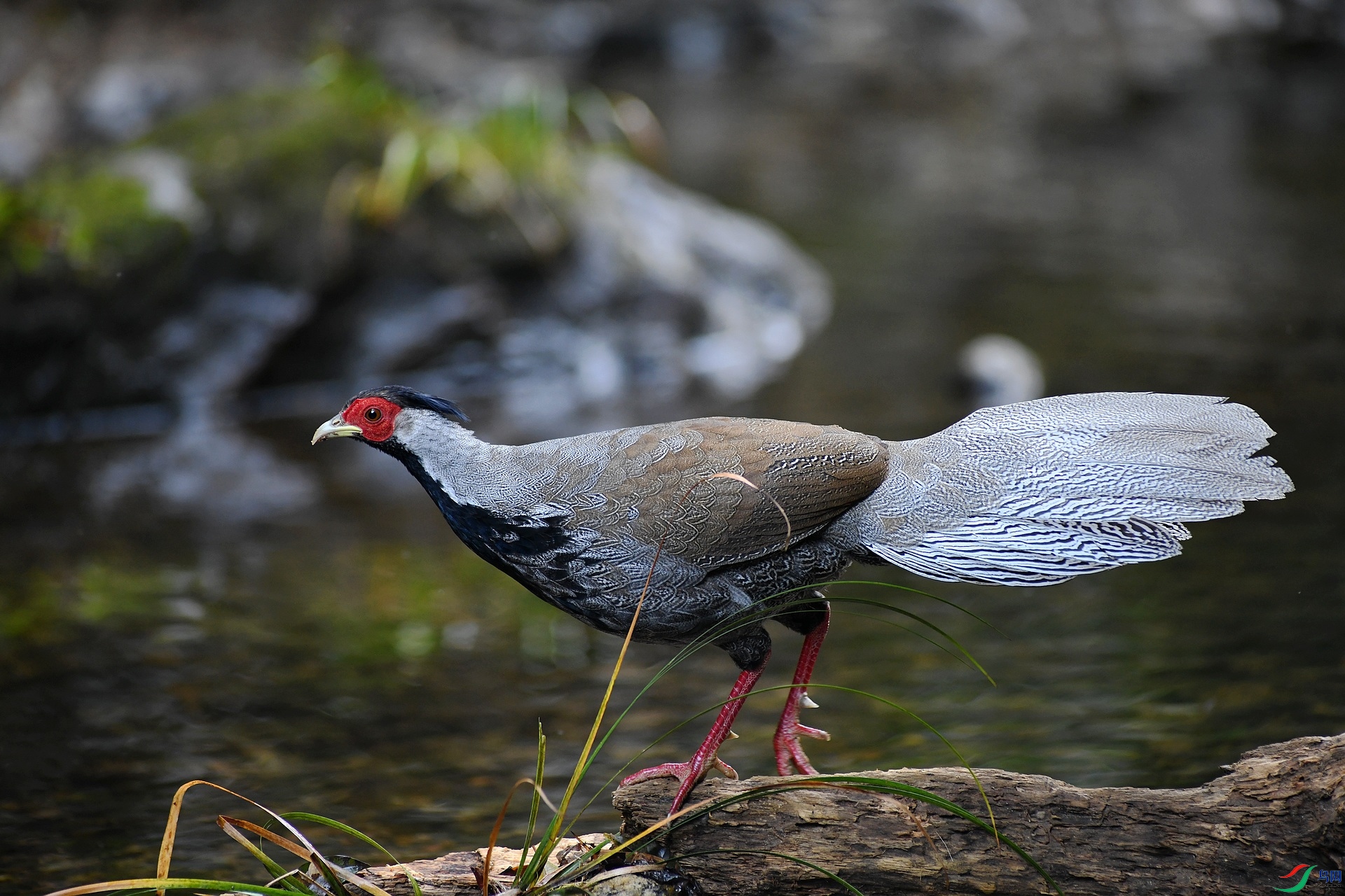 DSC_0151.jpg