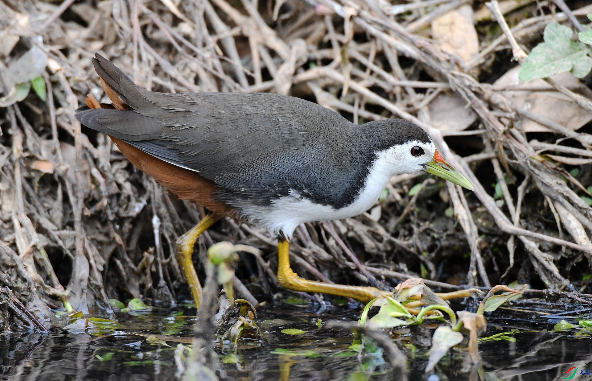 DSC_1634.jpg