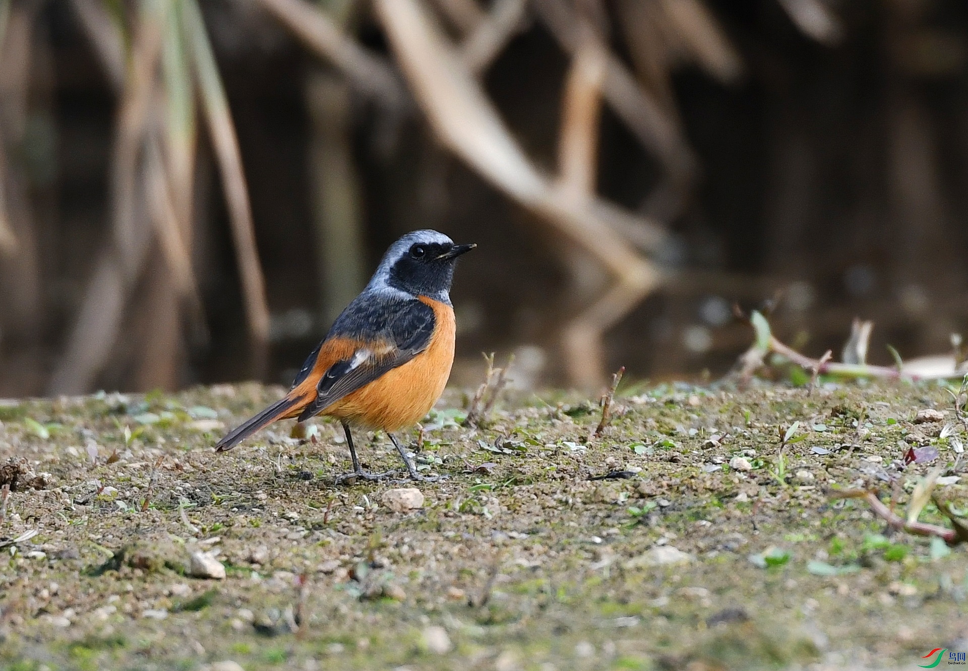 DSC_1376.jpg