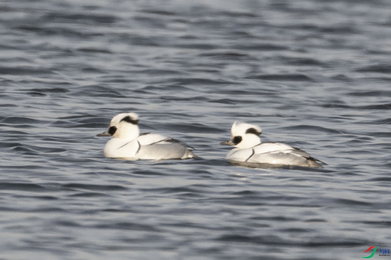 Ѽ40-topaz-standard v2-1x.JPG