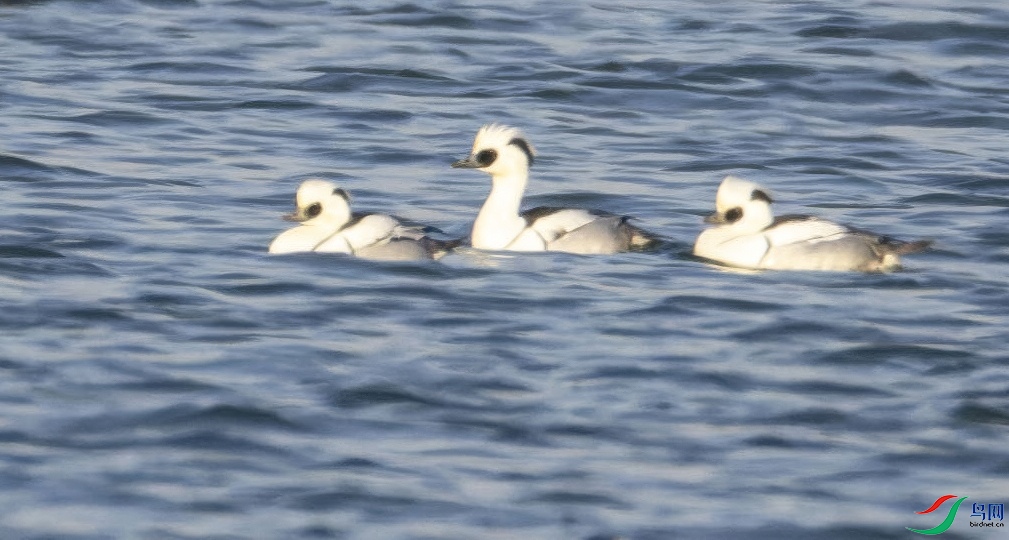 Ѽ25-topaz-standard v2-1x.JPG