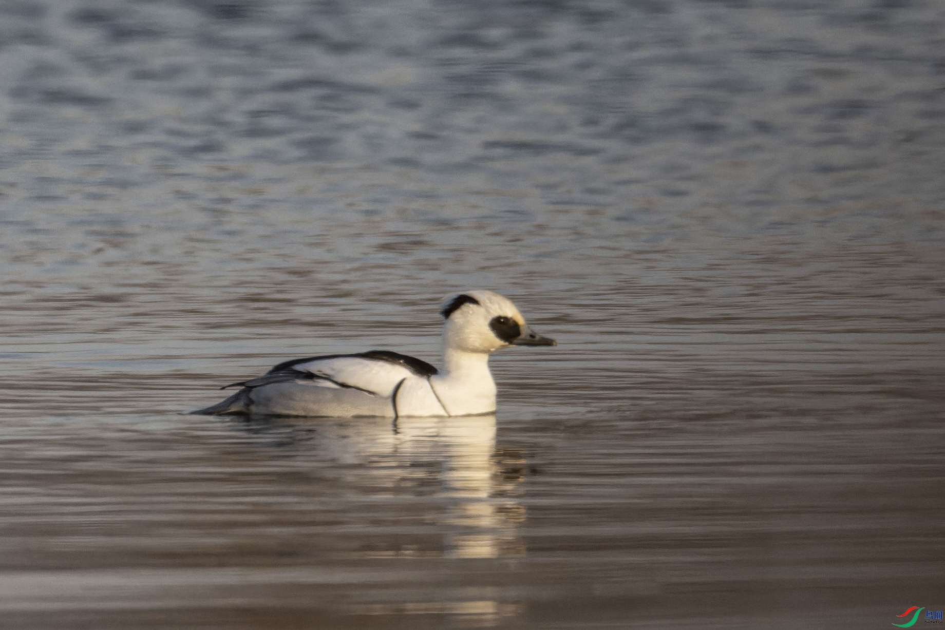 Ѽ4777888-topaz-standard v2-1x.JPG