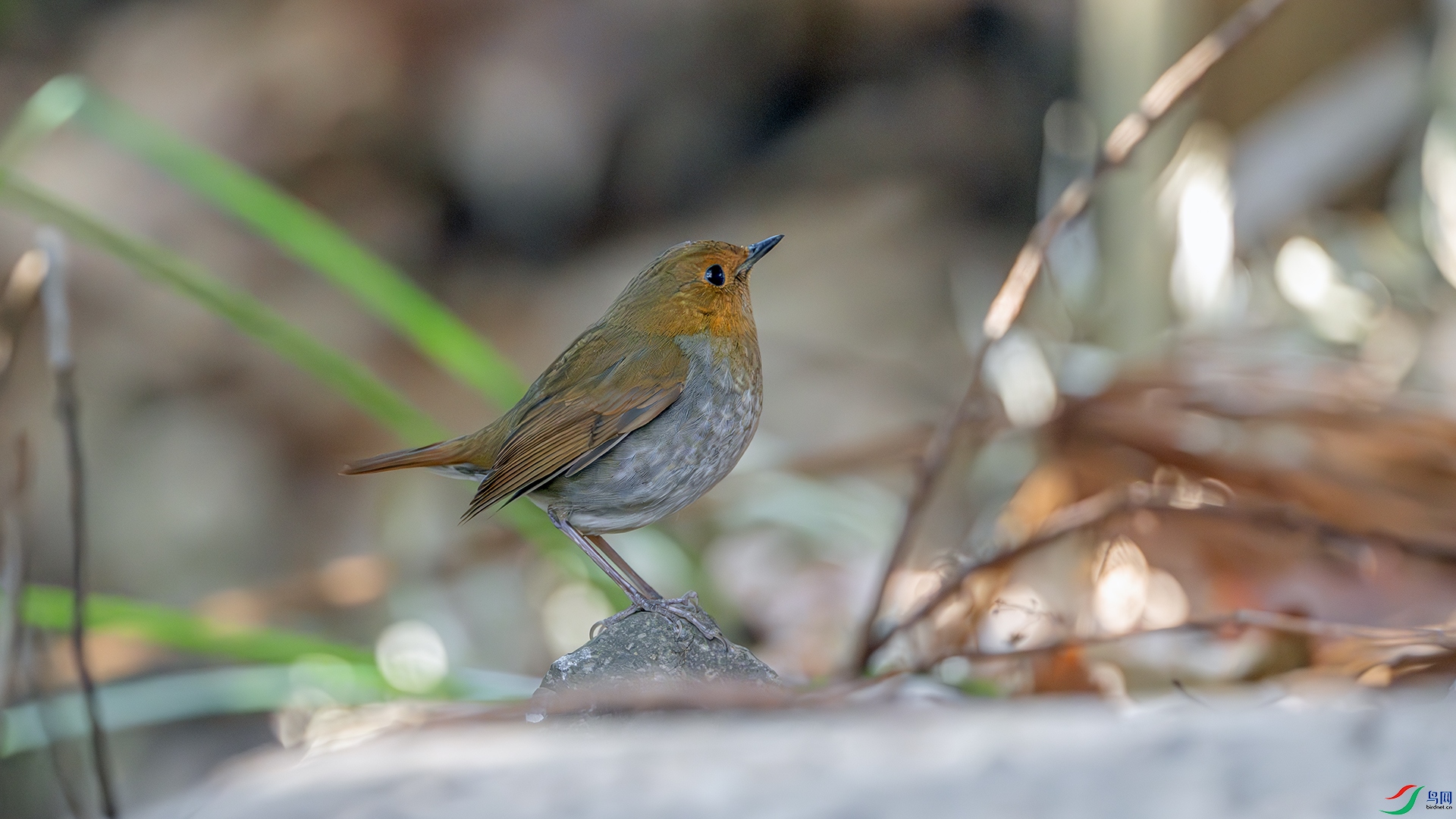 DSC_0403-����ǿ-NR ����.jpg