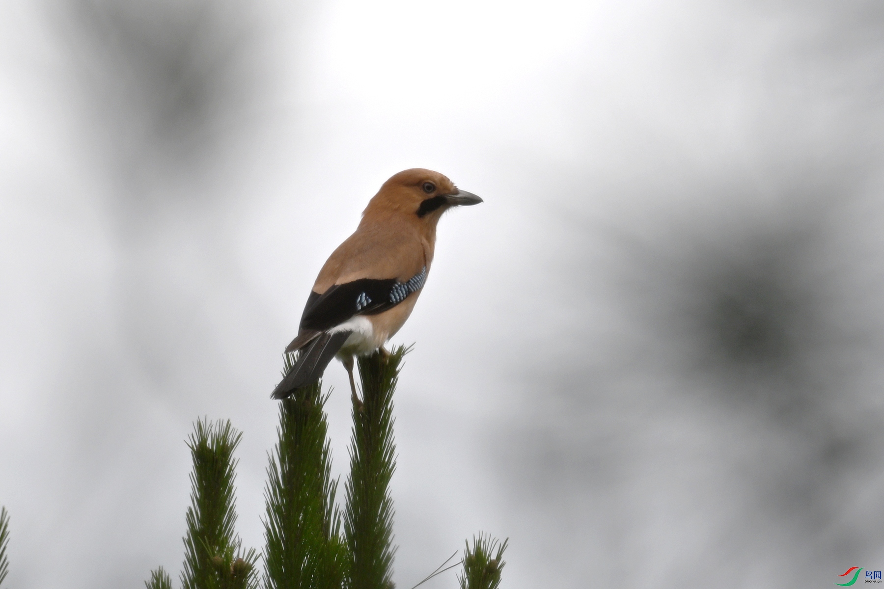 DSC_9954.JPG