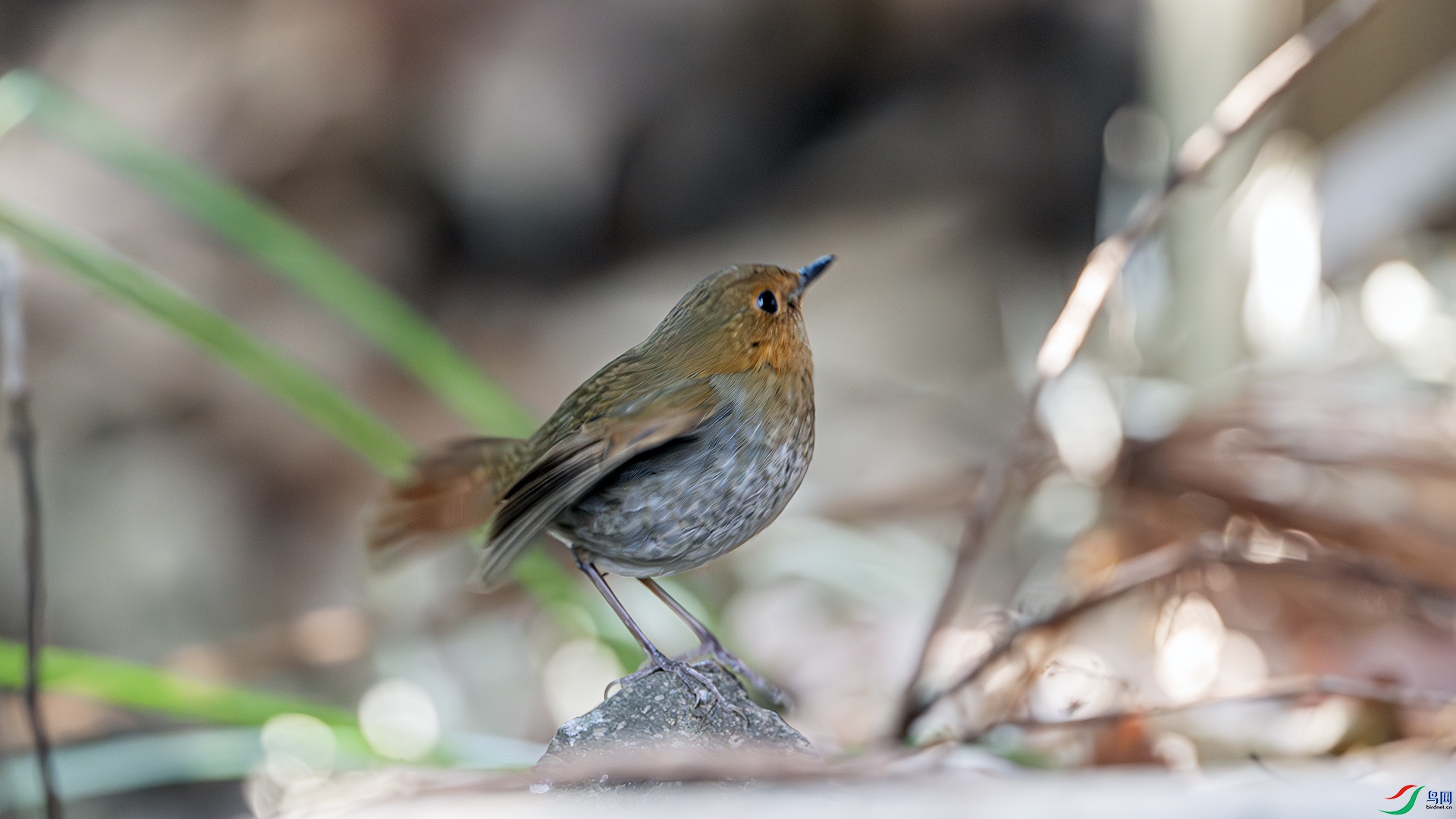 DSC_0409-����ǿ-NR ����.jpg