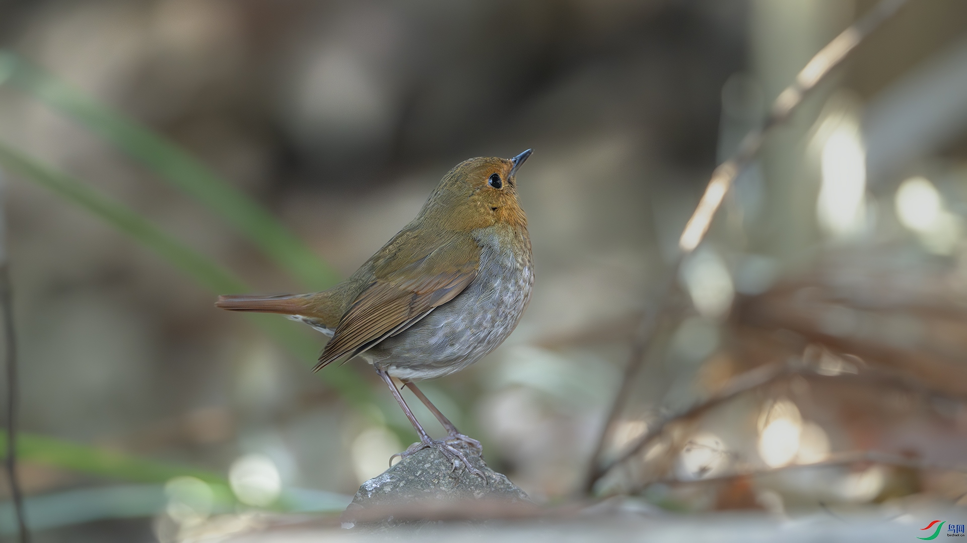 DSC_0412-����ǿ-NR ����.jpg