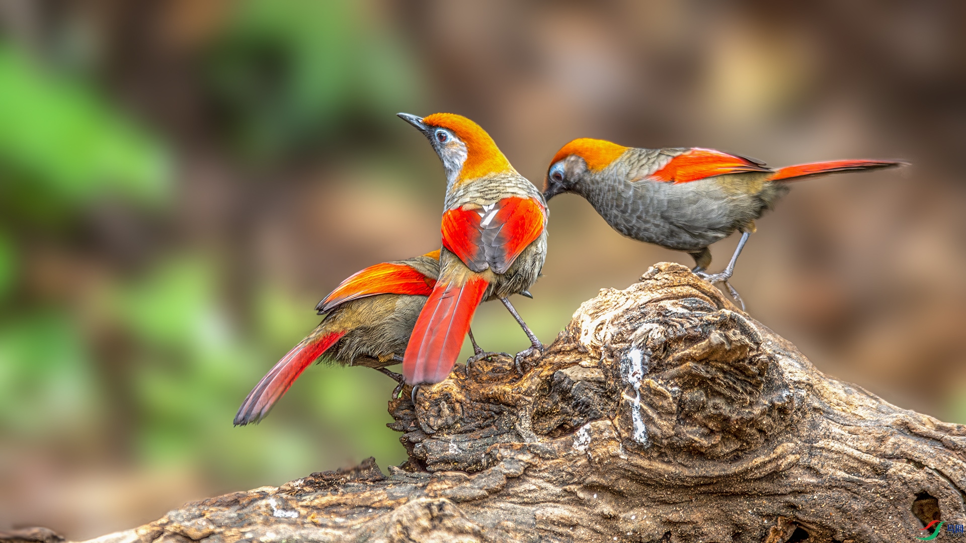 DSC_3216-����ǿ-NR.jpg