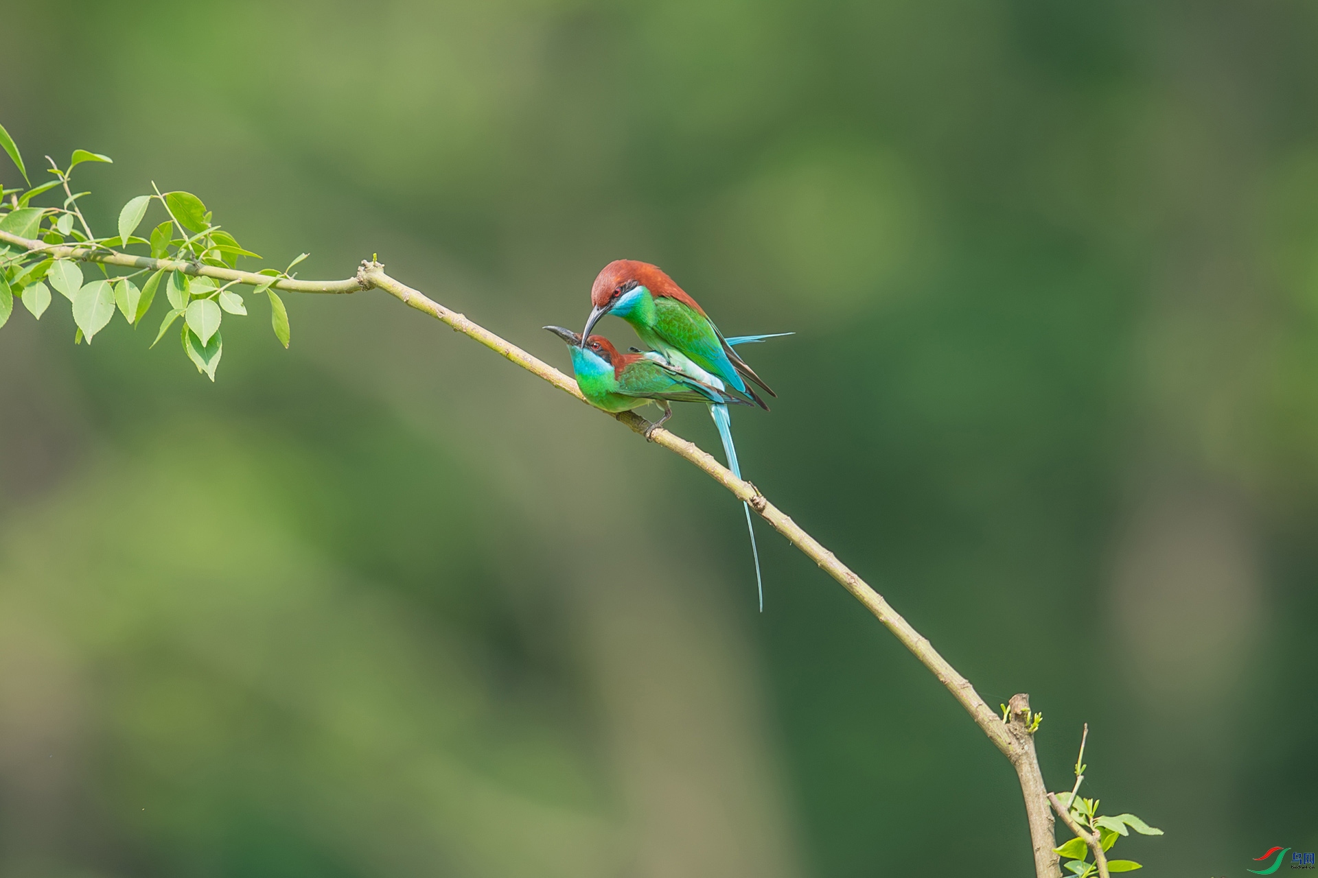 DSC_1558-����ǿ-NR.jpg