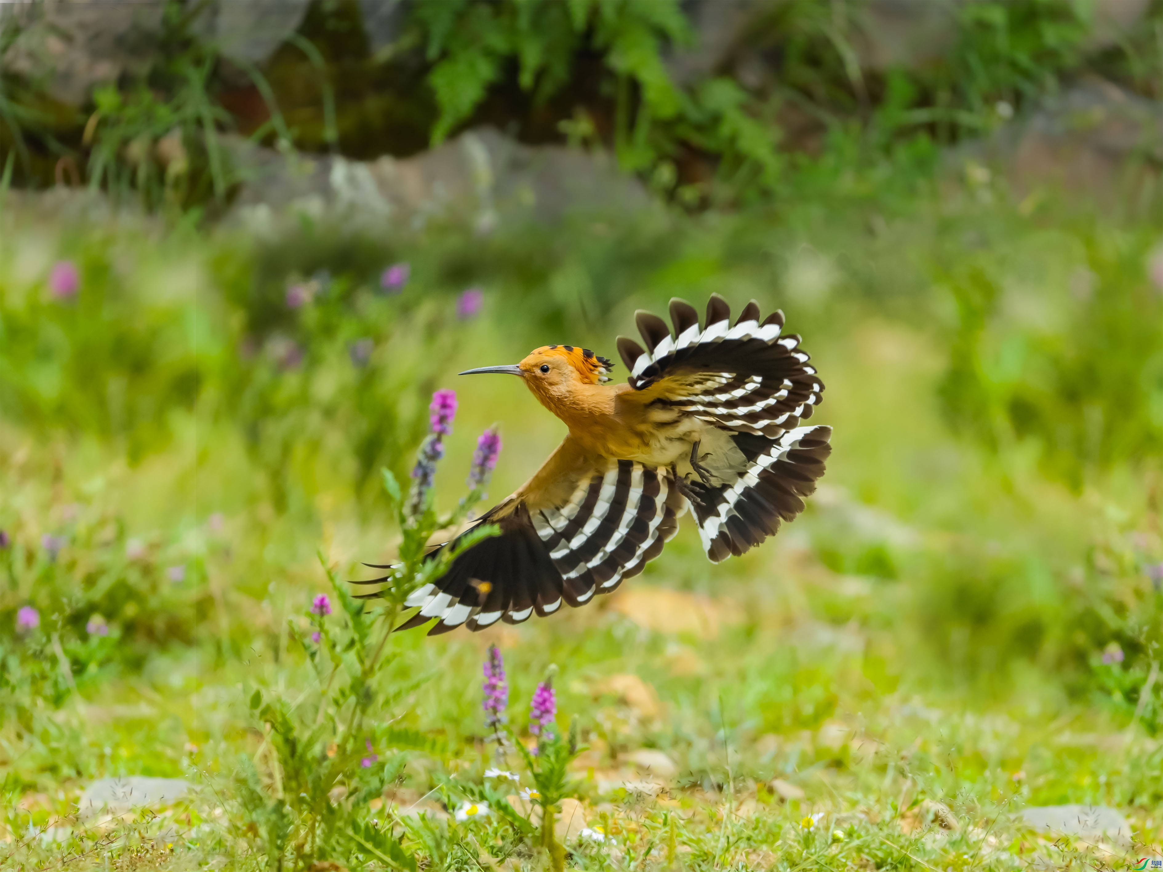 CI5I6925-fa.jpg