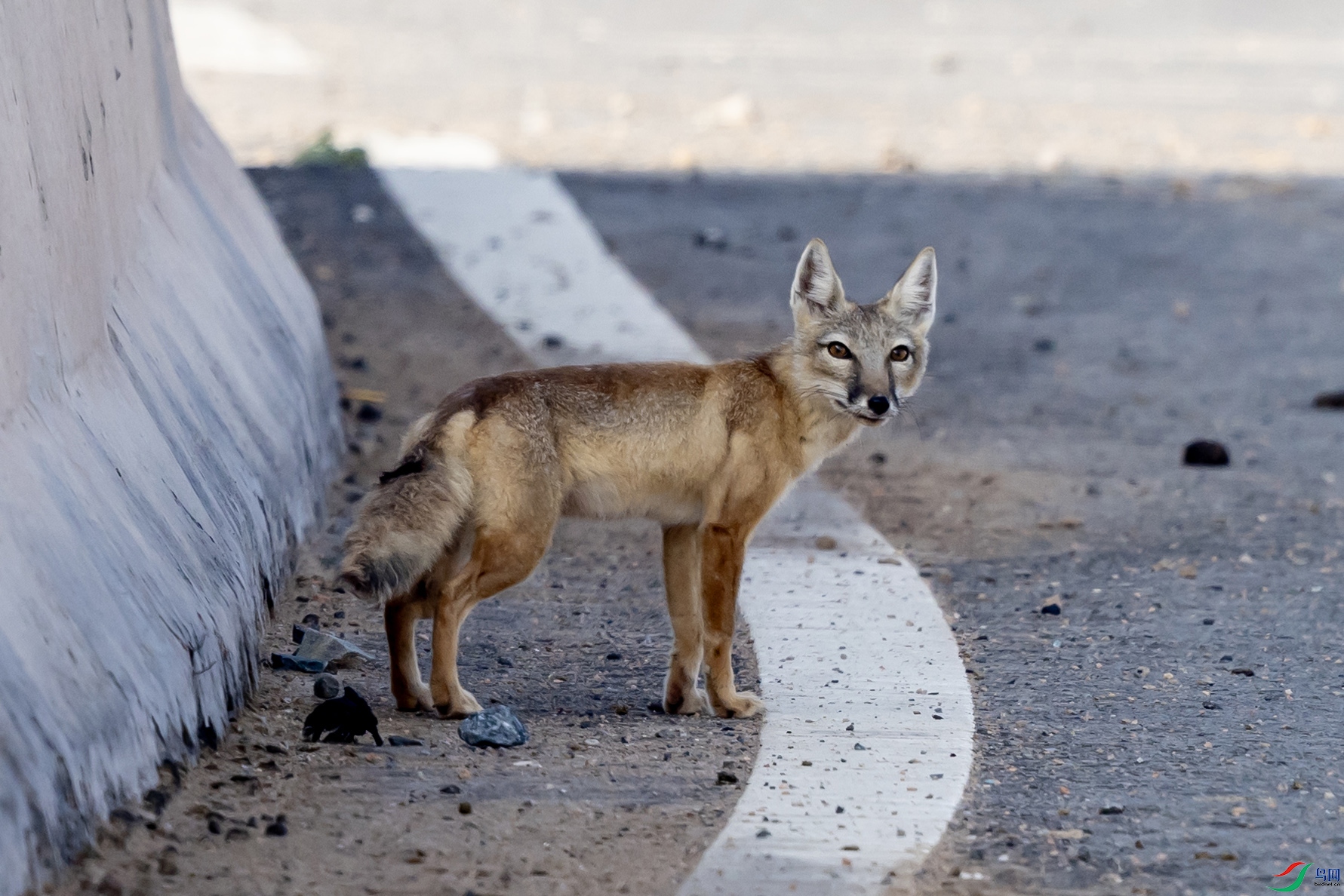 4K2A3163 ��ԭ��000.jpg