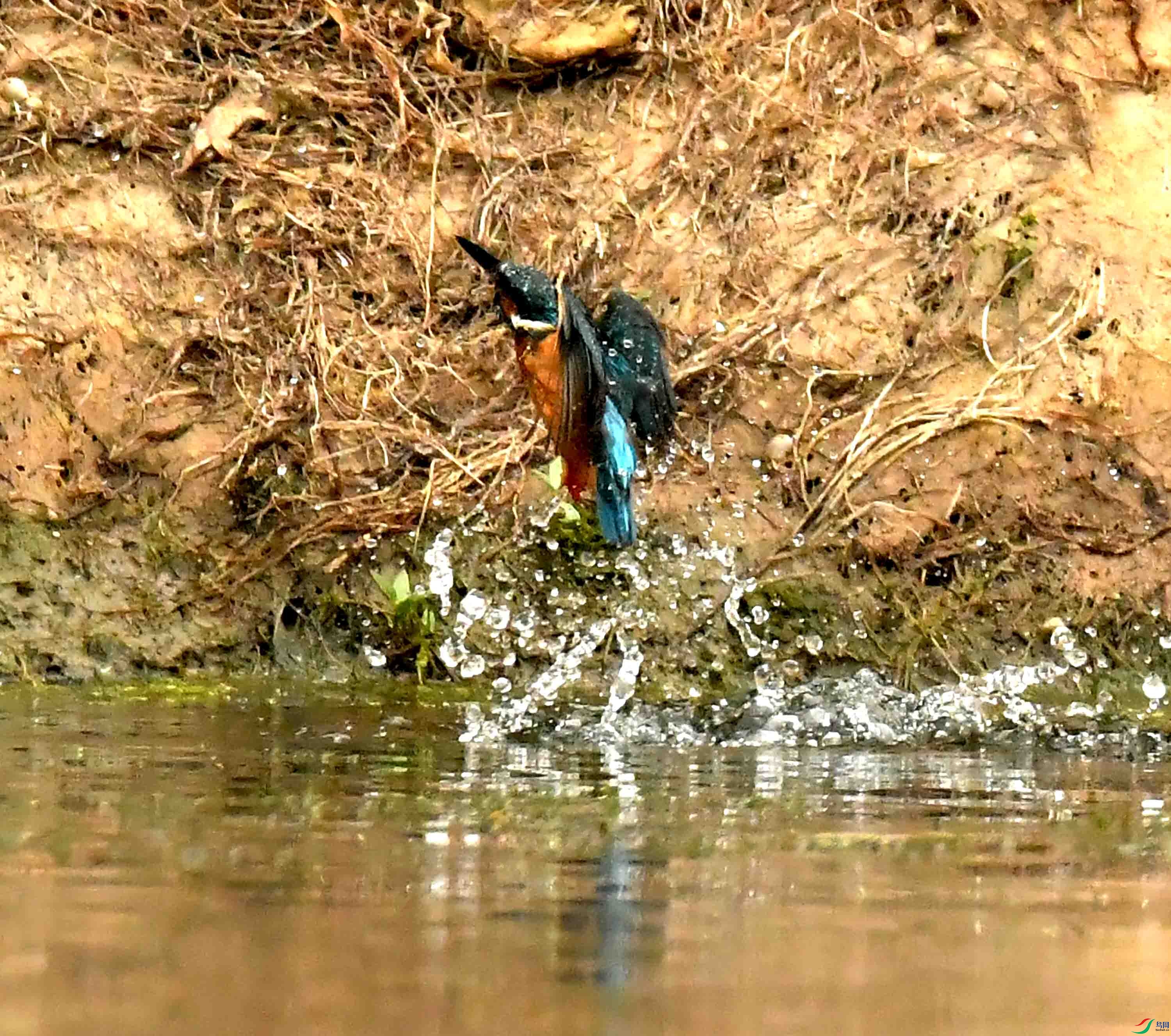 DSC_0955.JPG