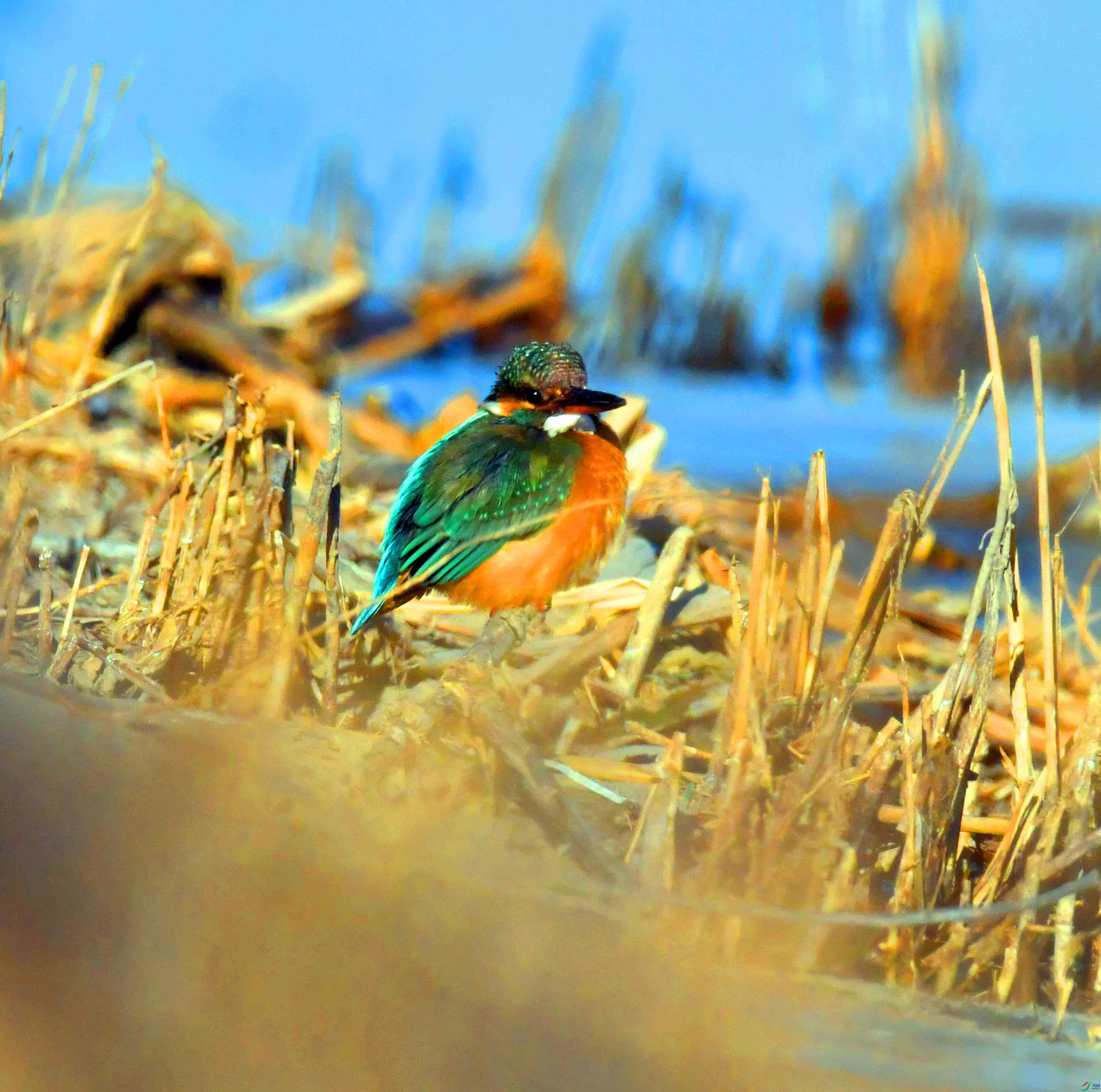 DSC_1104.JPG