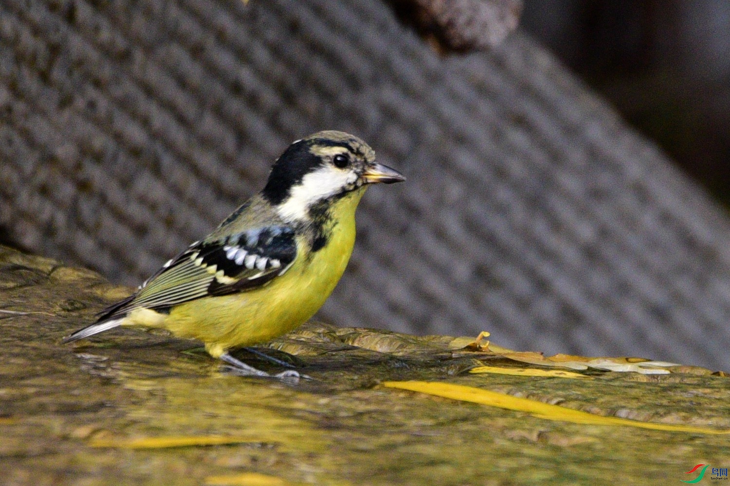 DSC_6636.JPG