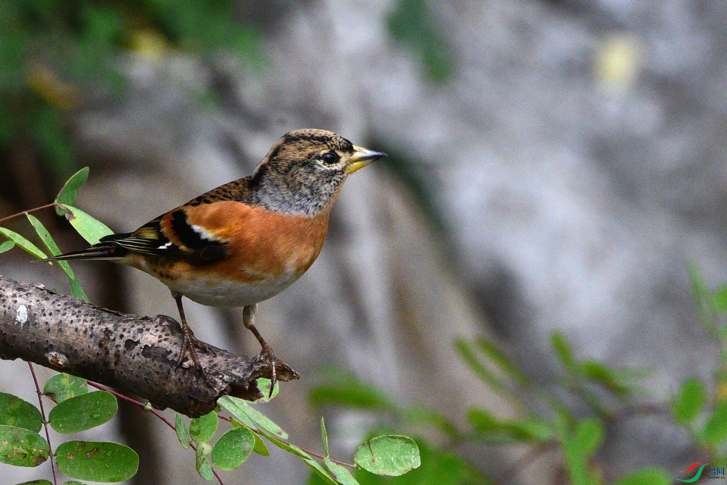 DSC_6806.JPG