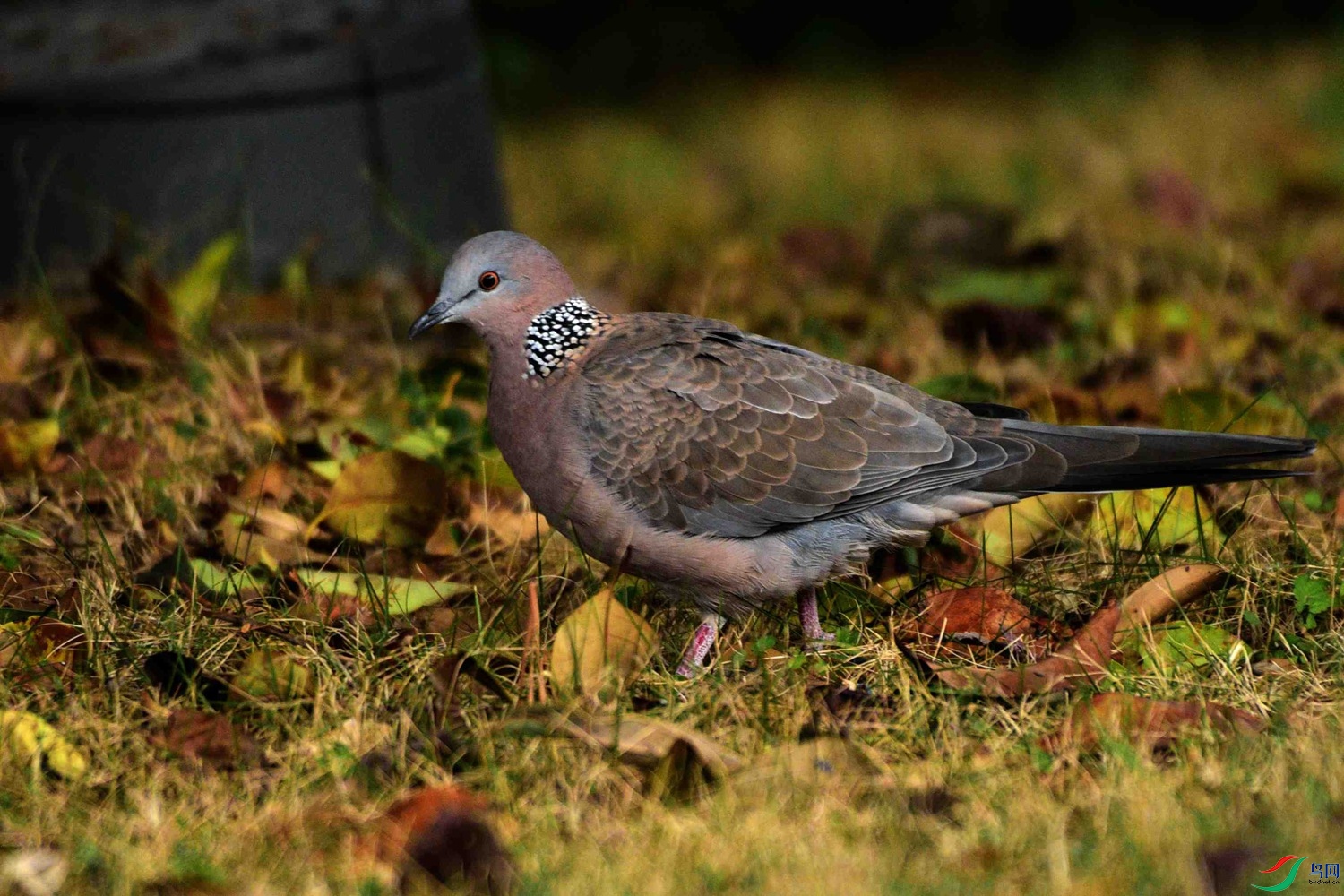 DSC_7617.JPG