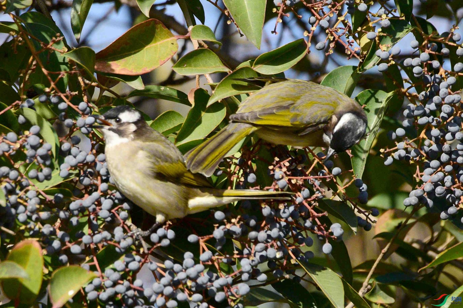 DSC_9332.JPG