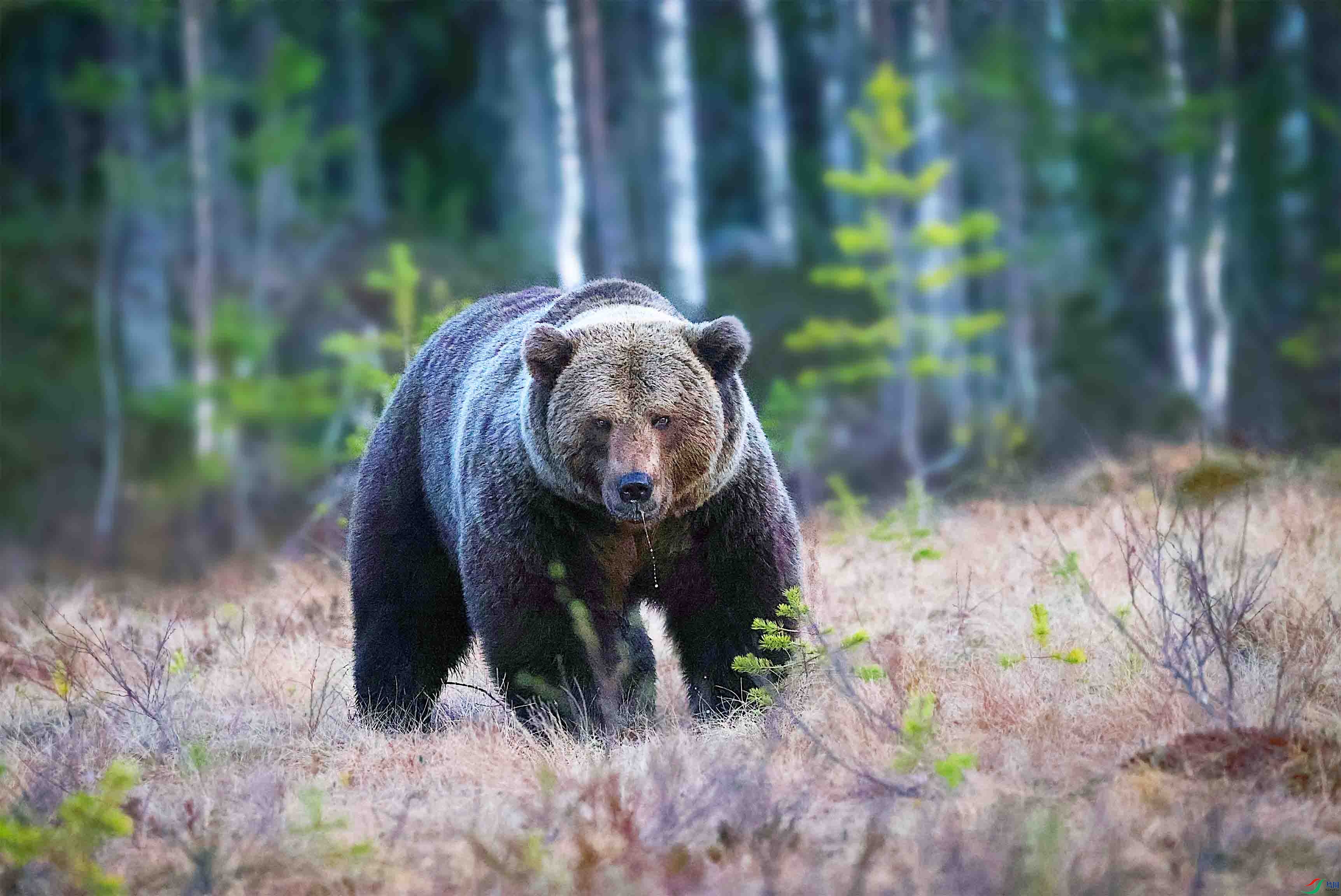 300������������� ����.jpg