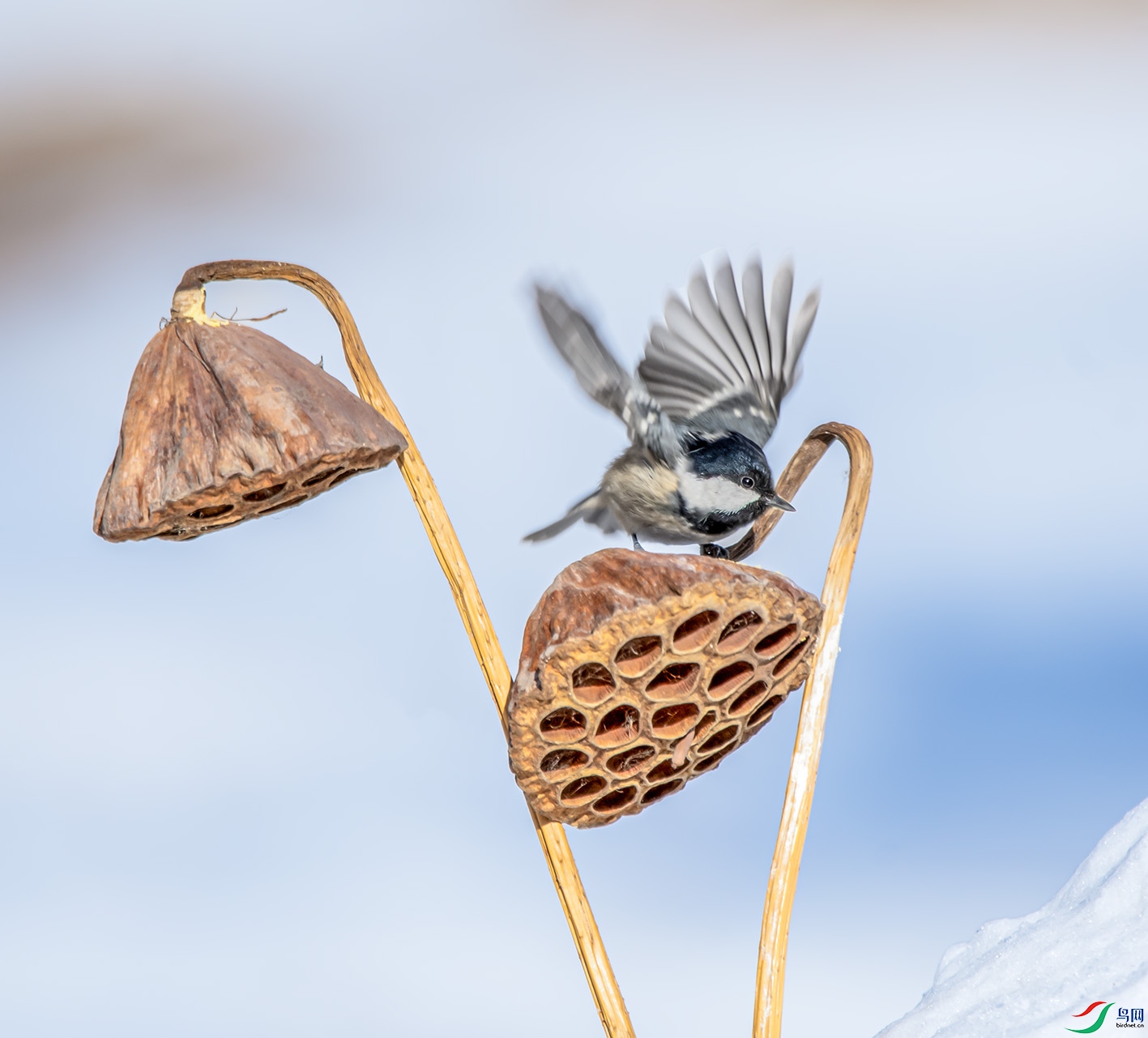 DSC_9602_��ͼ�� ����.jpg