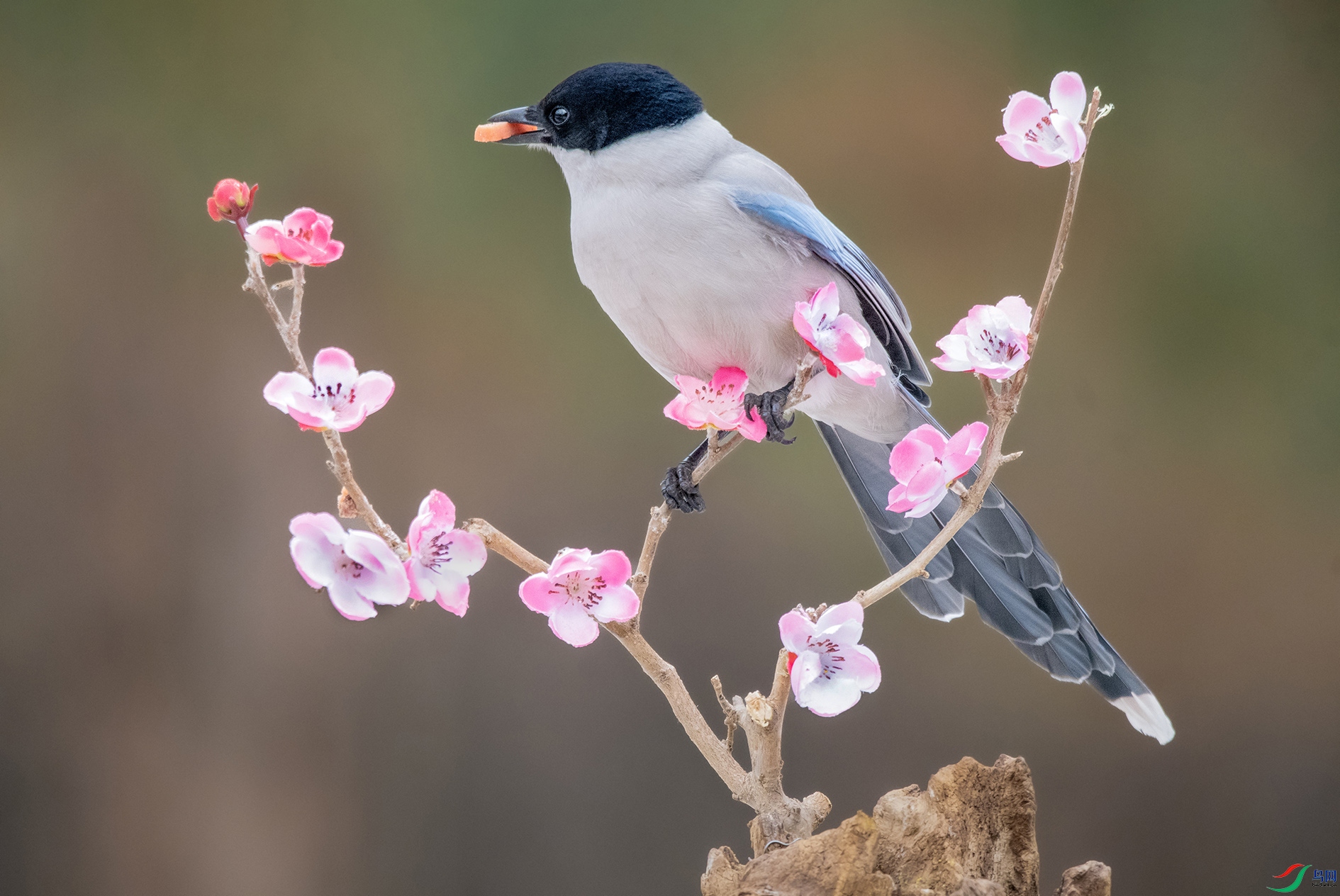 DSC_3792_��ͼ�� ���� 2.jpg