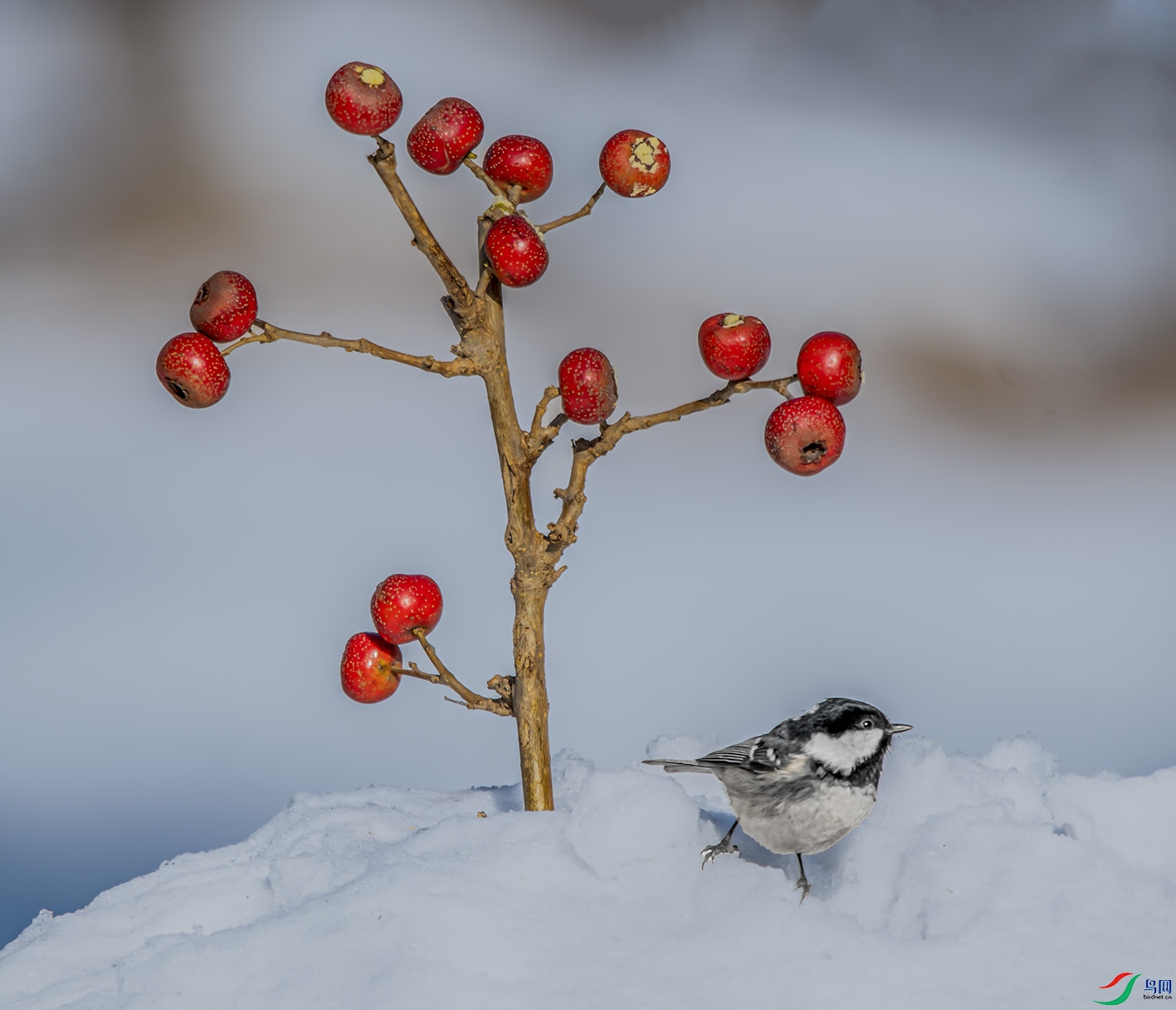 DSC_9608_��ͼ�� ����.jpg