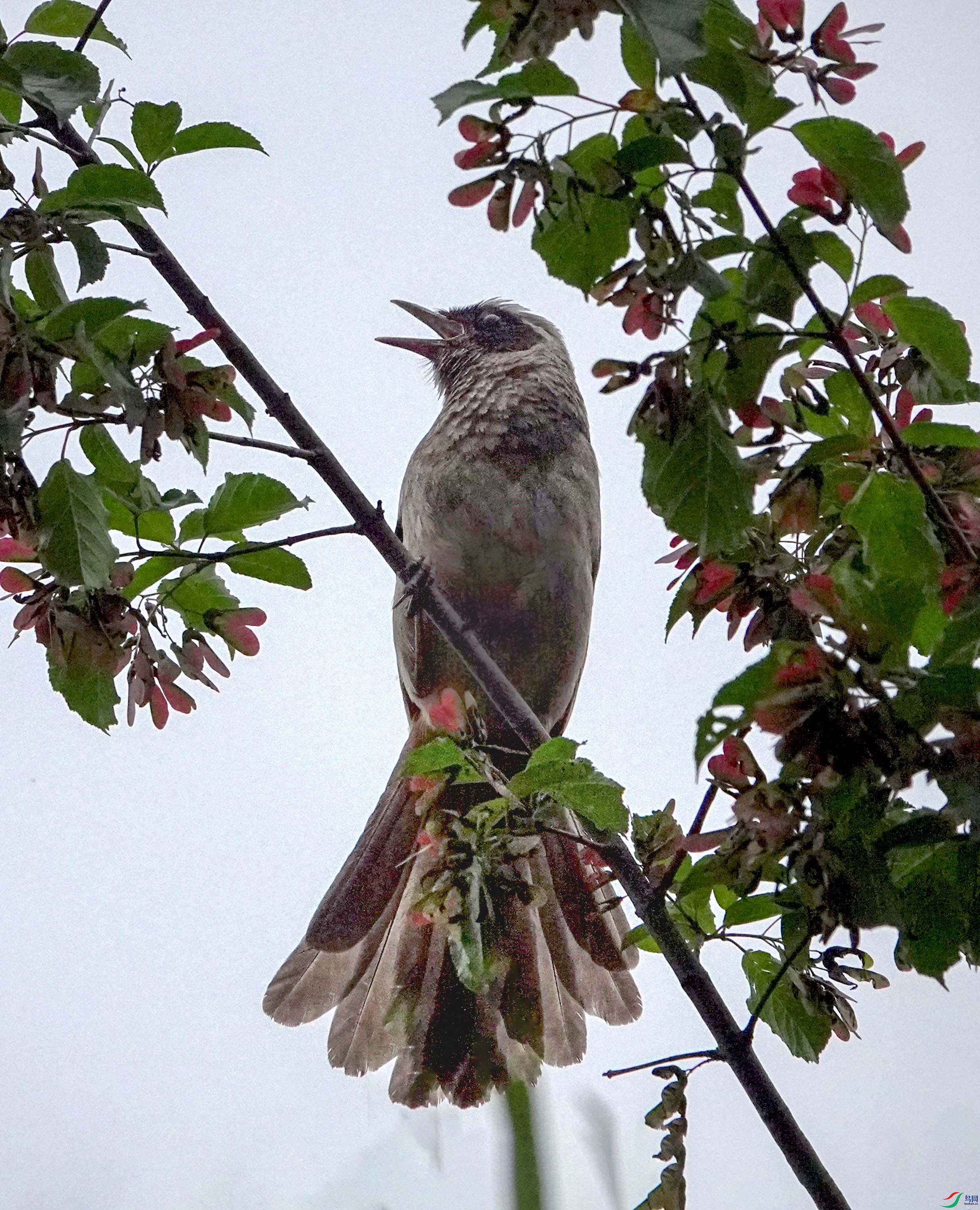 Ƭ�̾ͱ�ȸӥ�Ե���