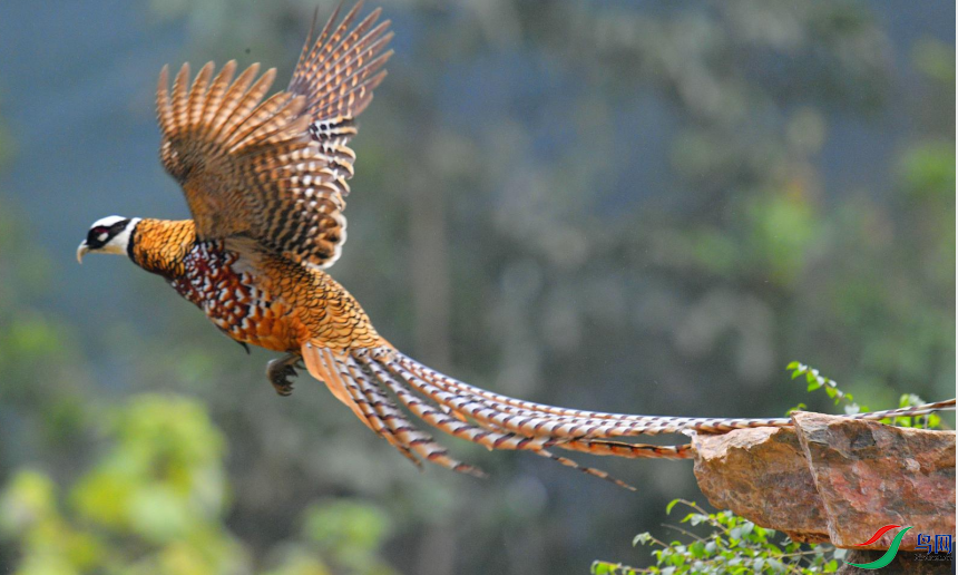 ���֐��B~~�׹ڳ�β��ͷ��������ڣ�����ʽ�����ƣ���β��ߺڰ����ĺ���