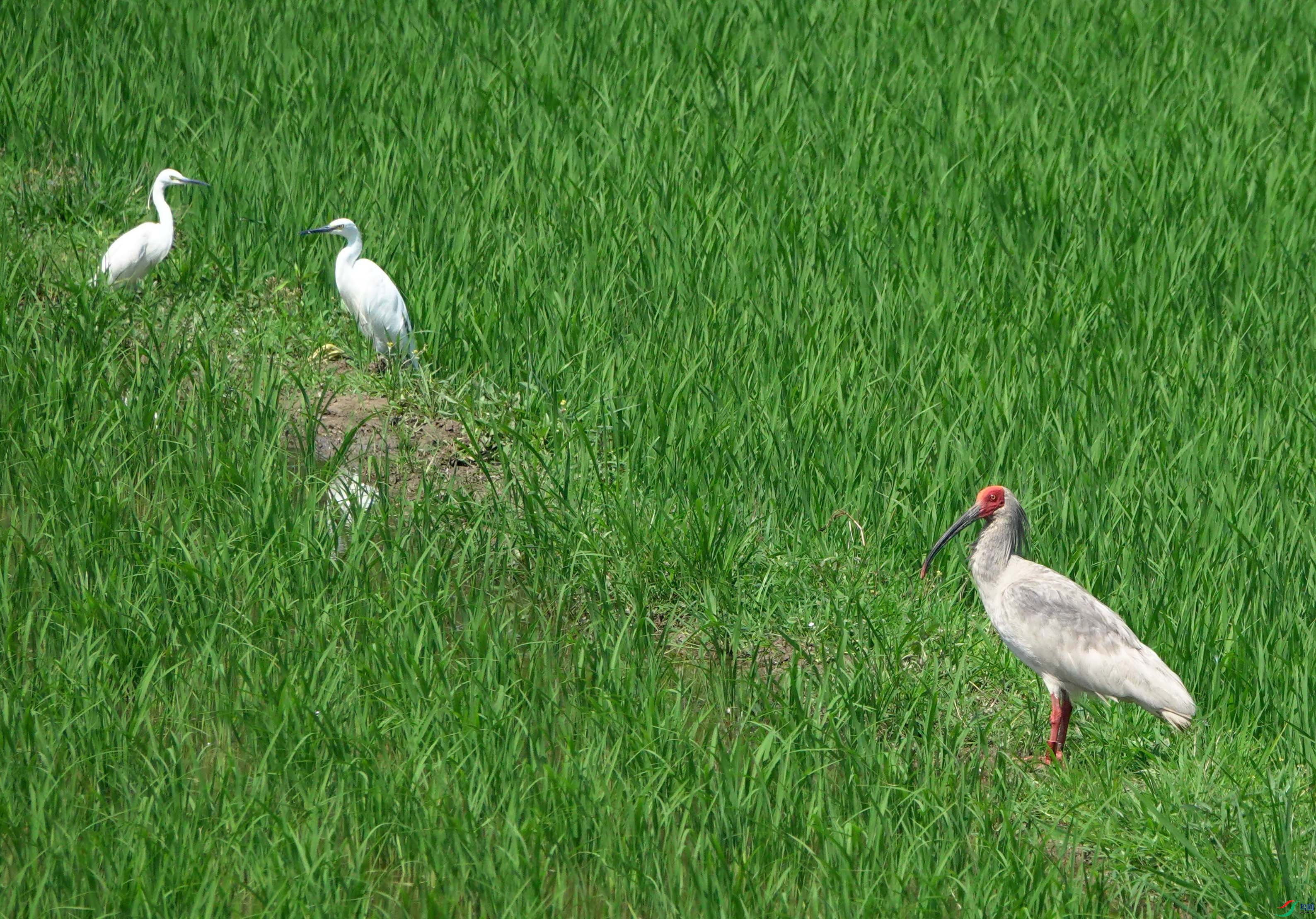 DSC04754.JPG