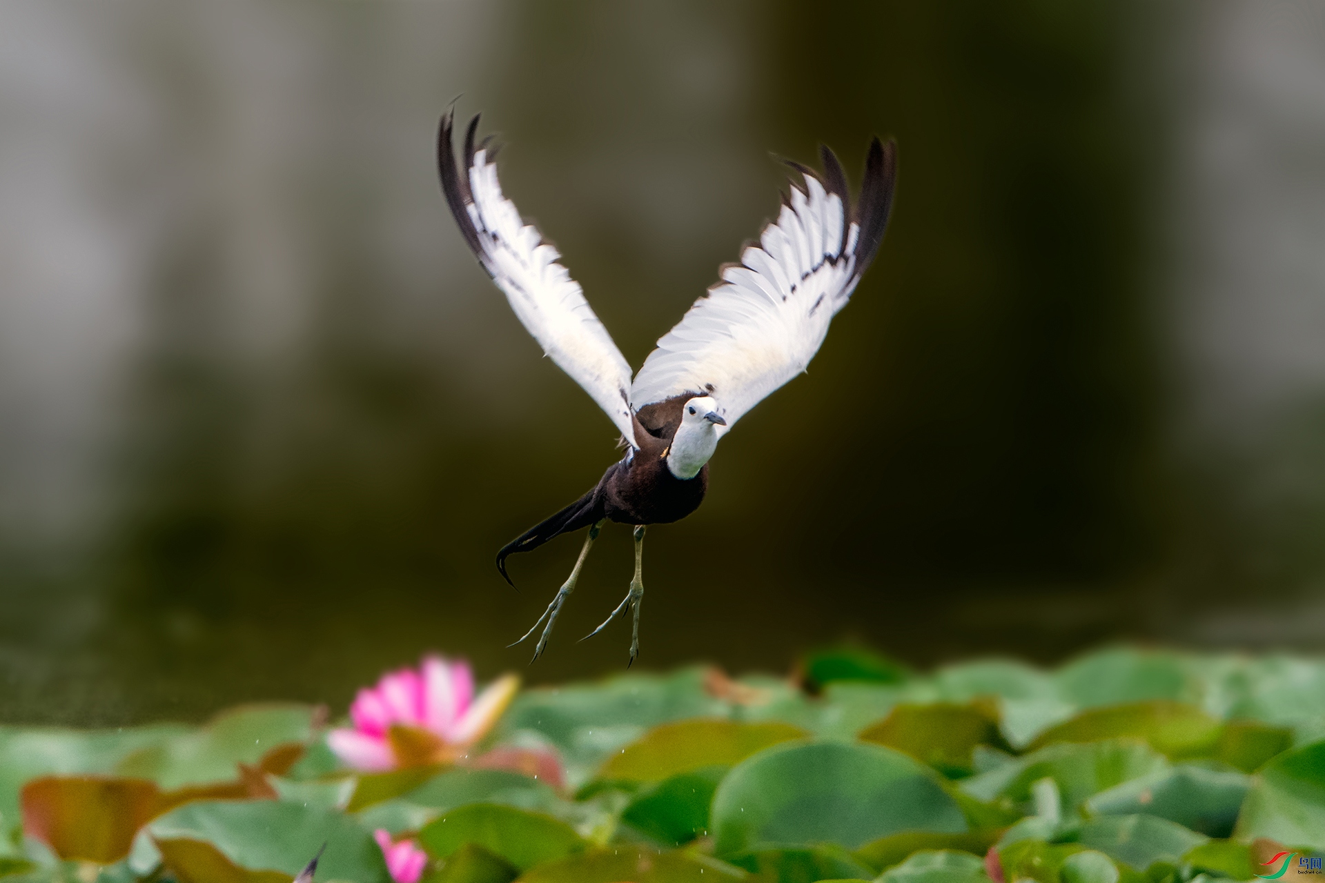 ��_AUU2096��ˮ��(23.7.5)-1.jpg