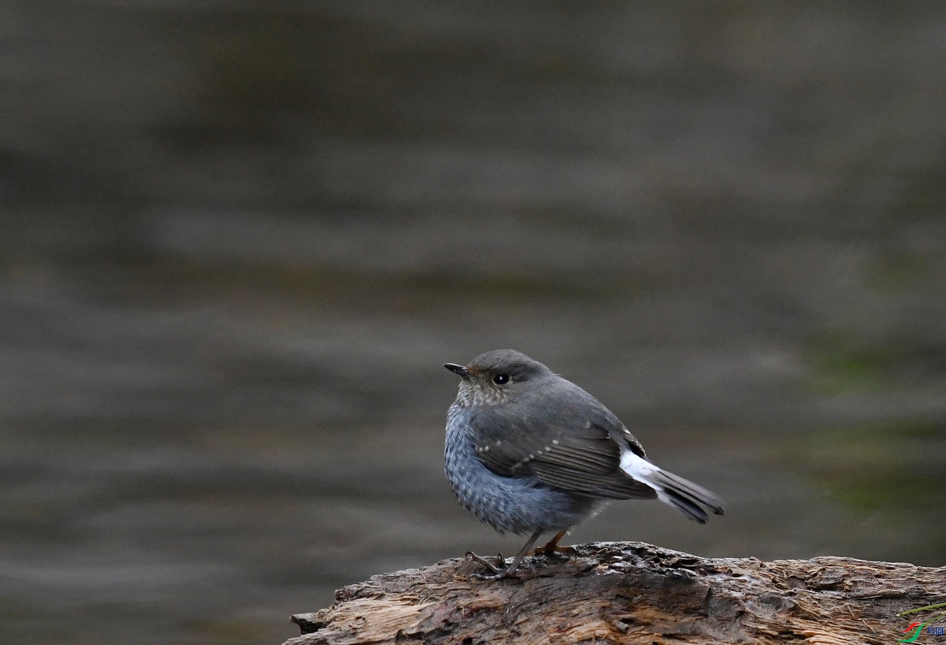 DSC_2036.jpg